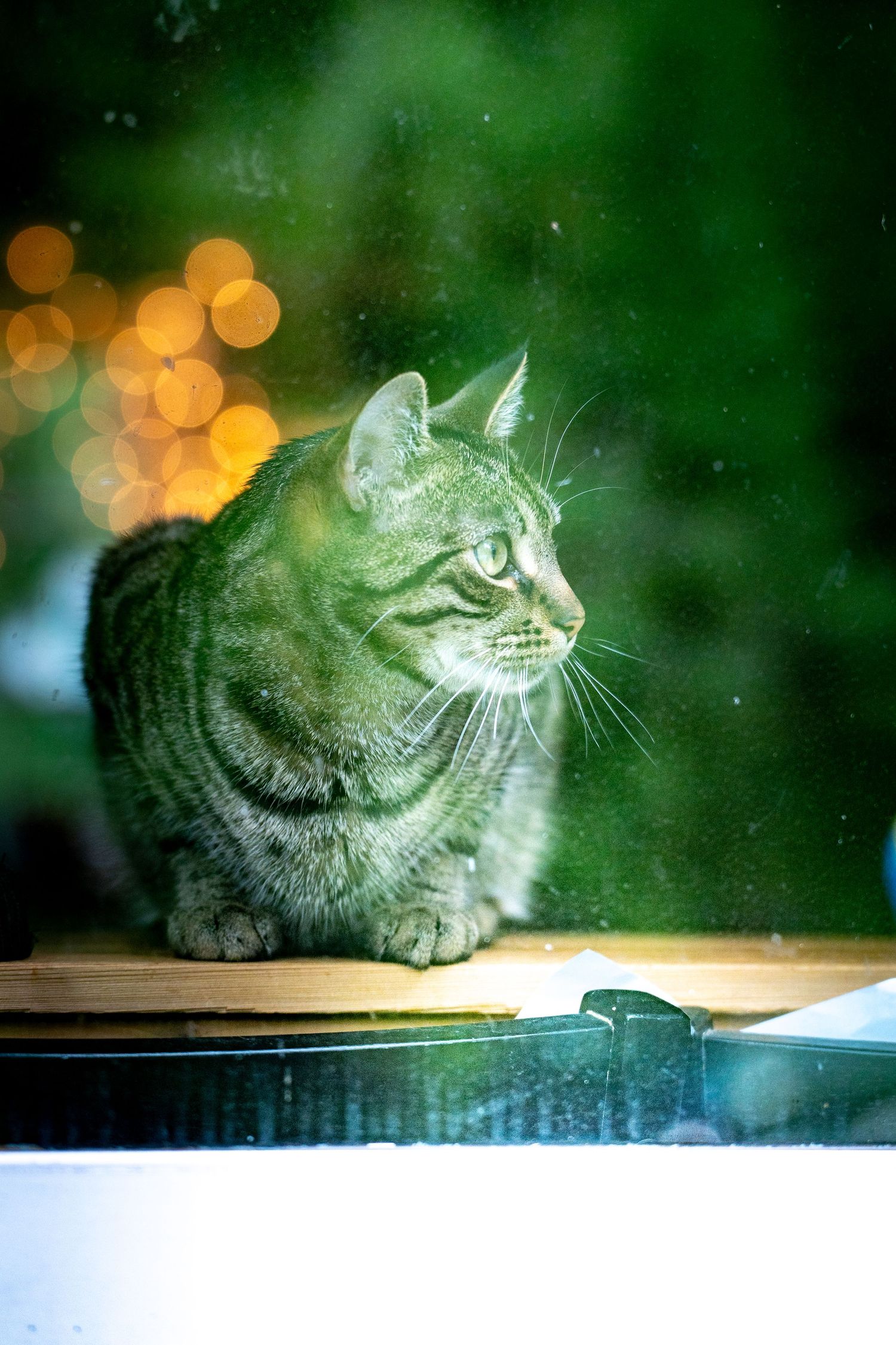 A tabby cat sits on a windowsill gazing outside, with bokeh lights and green foliage visible through the glass.