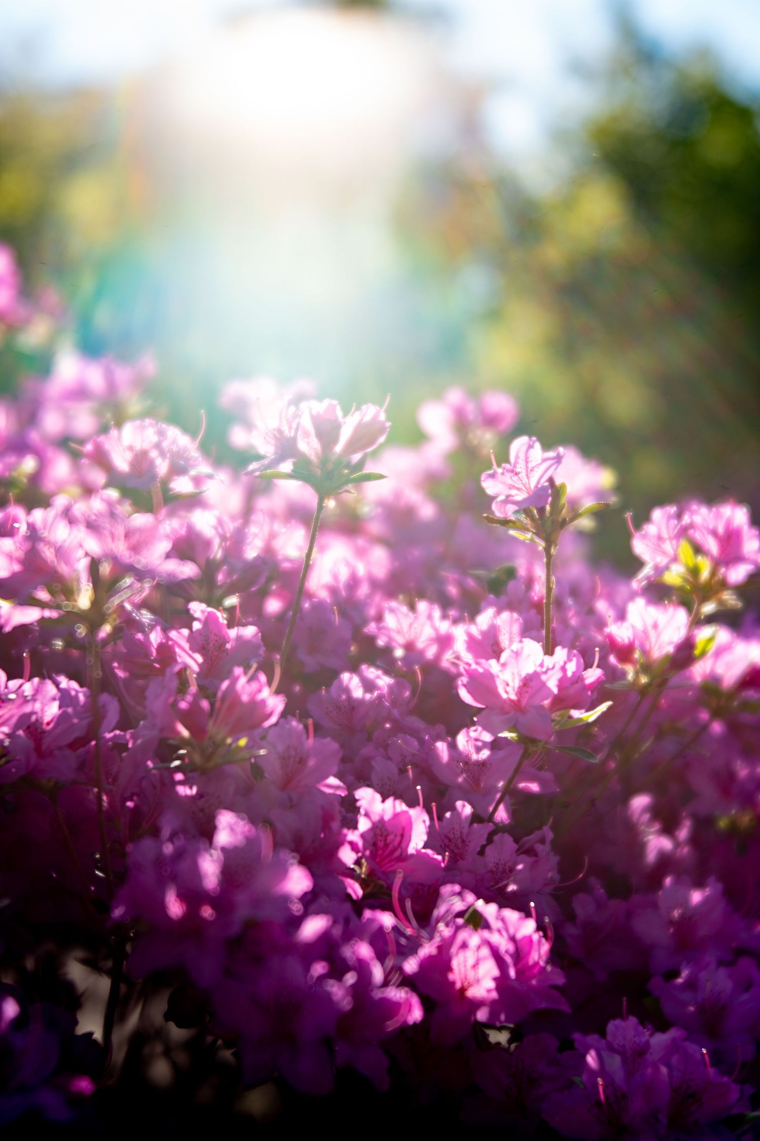 Vibrant pink azalea flowers blooming in sunlight with soft bokeh green background in spring garden.
