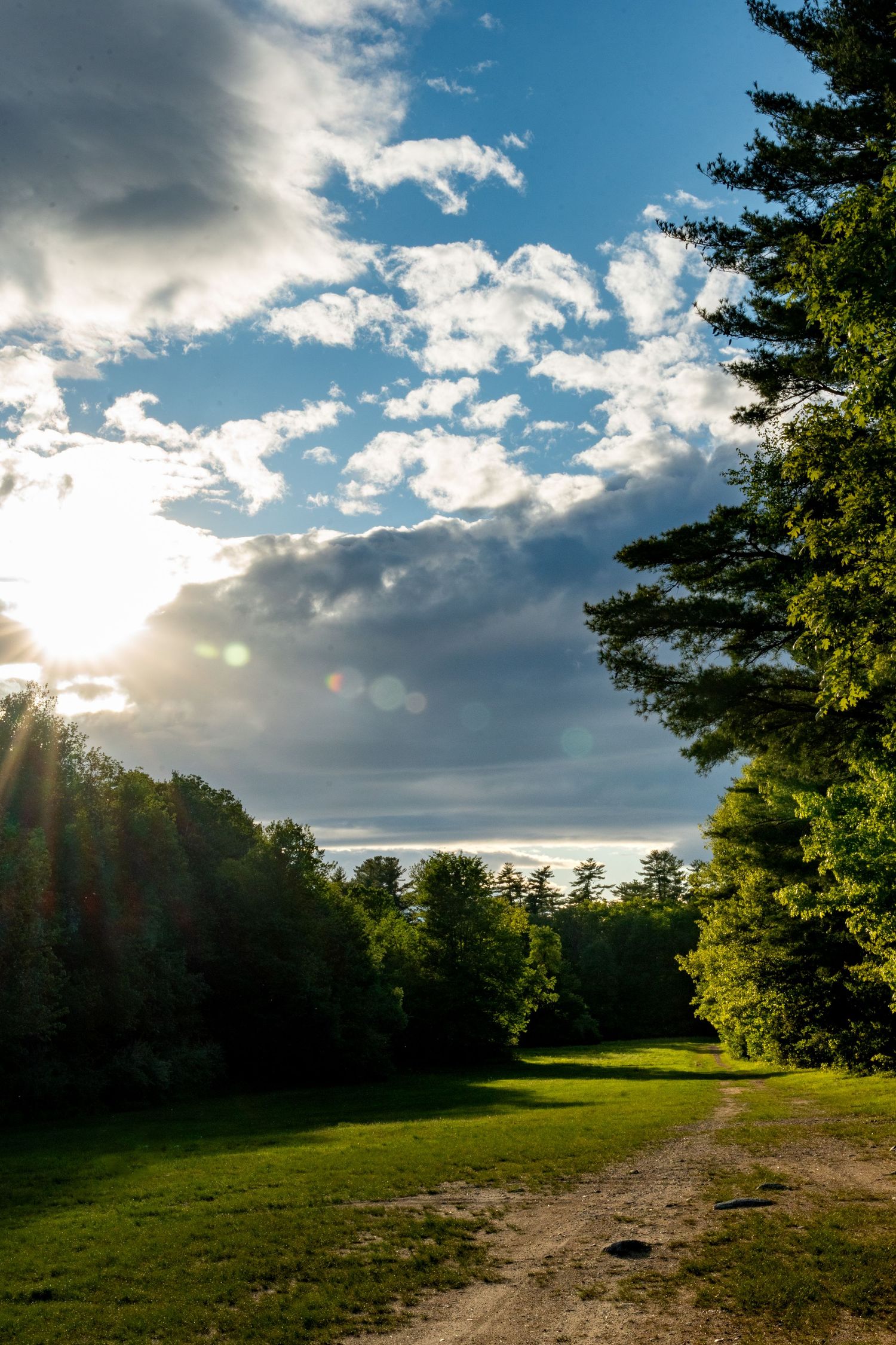 Sunlit green meadow with dirt path, tall pine trees, and dramatic blue sky with clouds at golden hour.