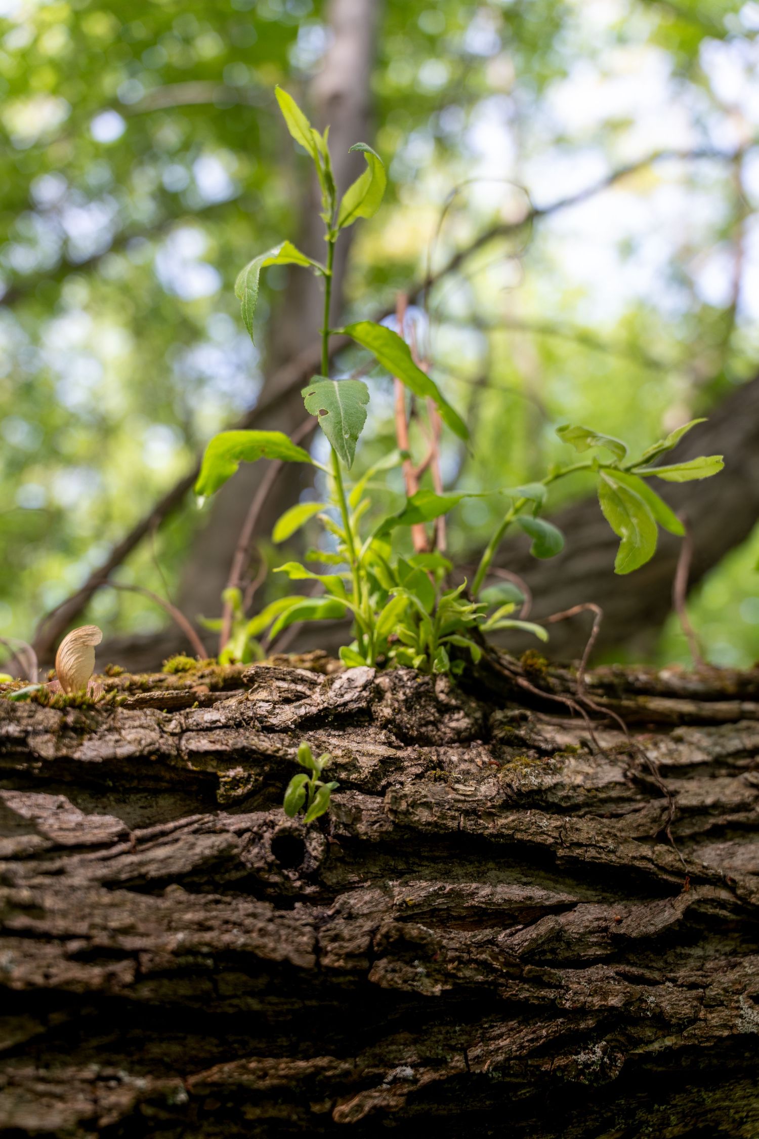 Close-up of green plants sprouting from a mossy fallen log on a forest floor.