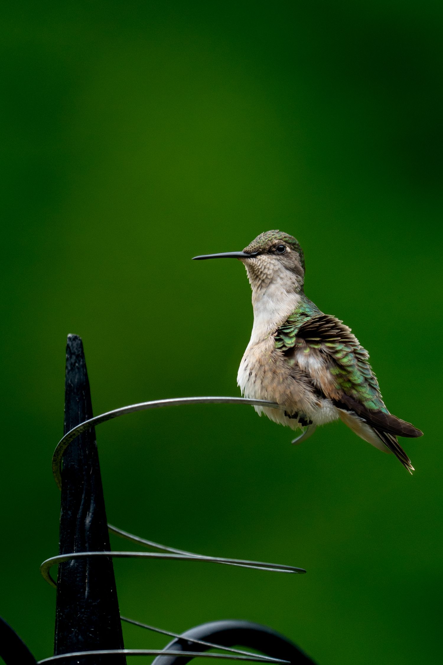 A ruby-throated hummingbird perched on a metal garden spiral against a vibrant green background.