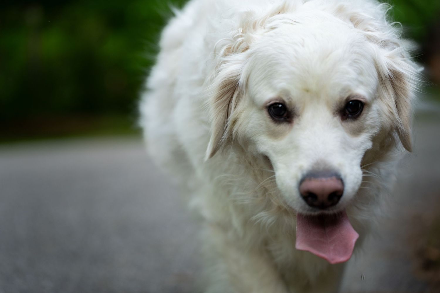 A fluffy white Golden Retriever with tongue out walking on a path.