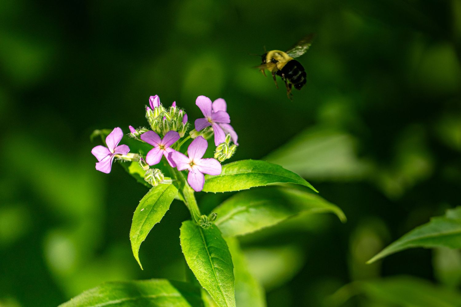 A bumblebee hovers near pink wildflowers with green leaves in a lush garden setting.