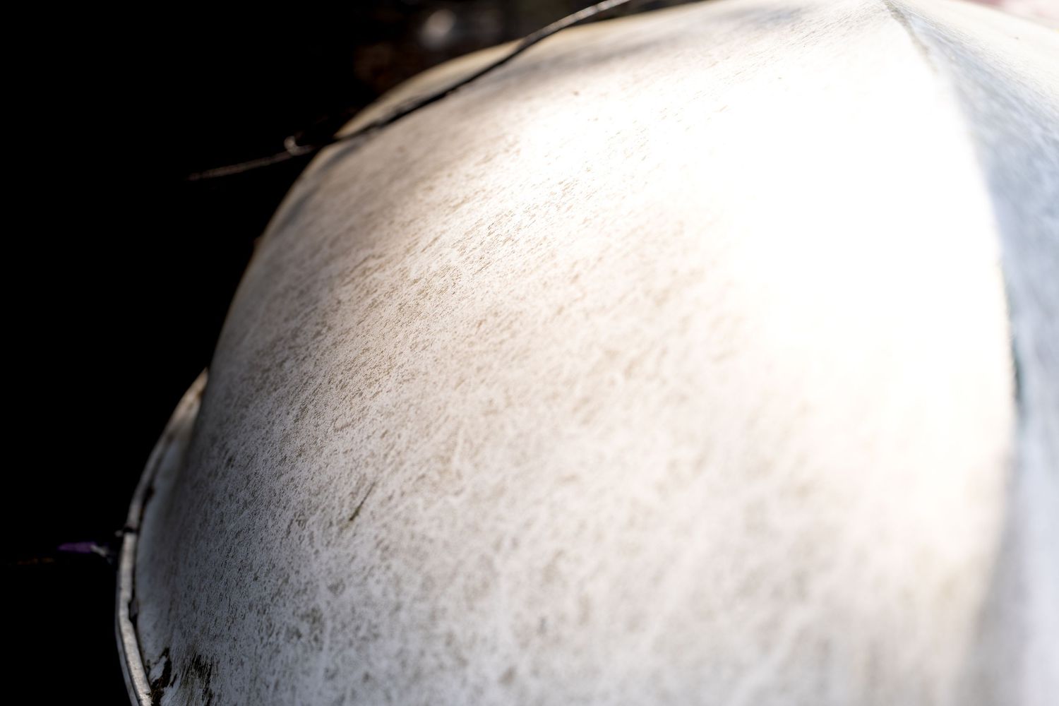 Close-up of a white horse's back, highlighting its smooth coat with soft natural lighting against a dark background.