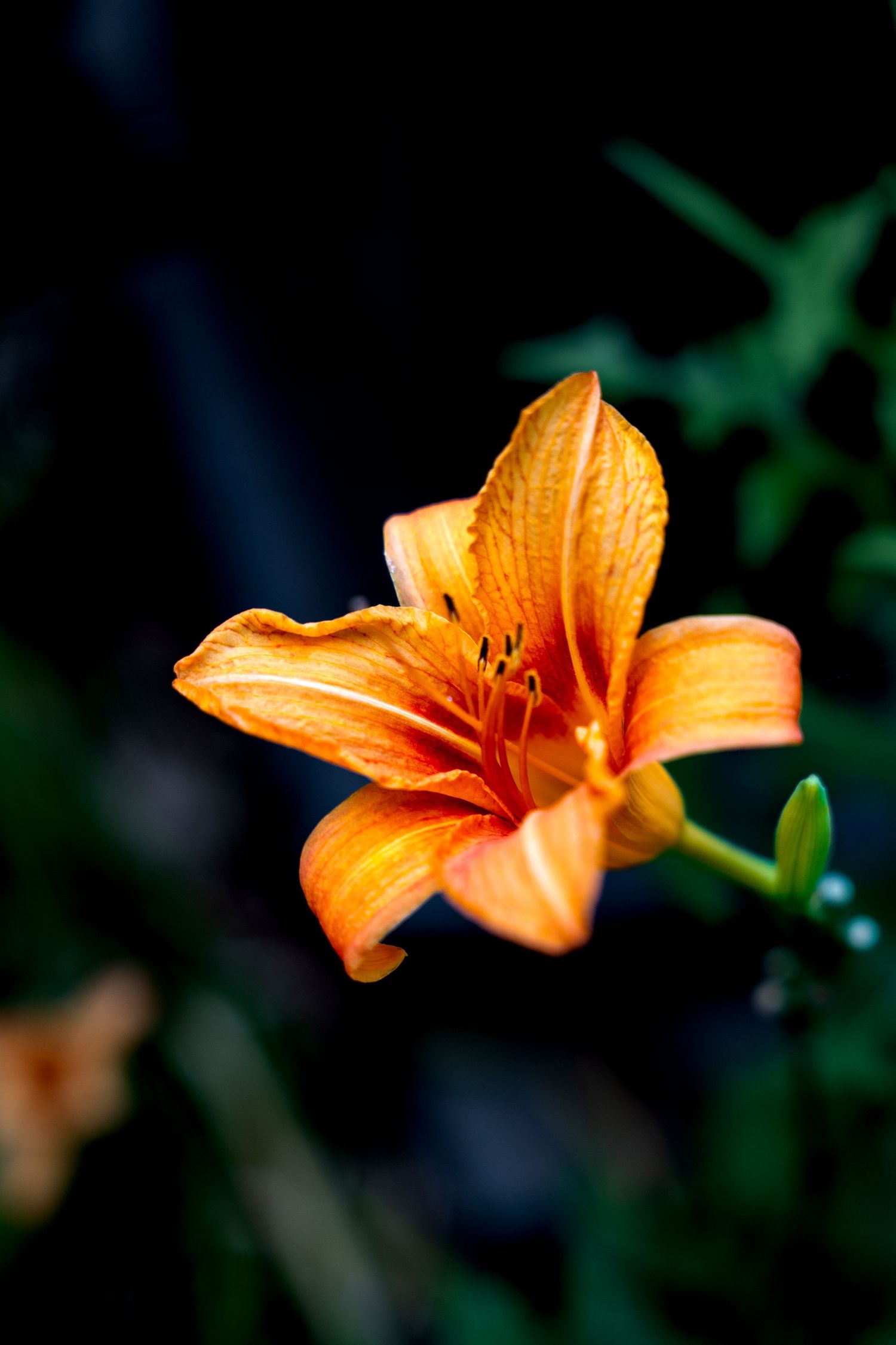 A vibrant orange daylily flower blooms against a dark background with soft green foliage.