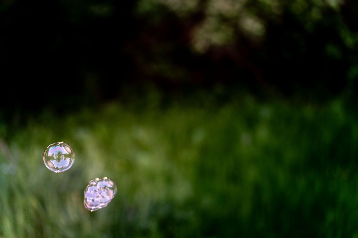Two translucent soap bubbles floating in the air against a lush green grass background in natural outdoor light.