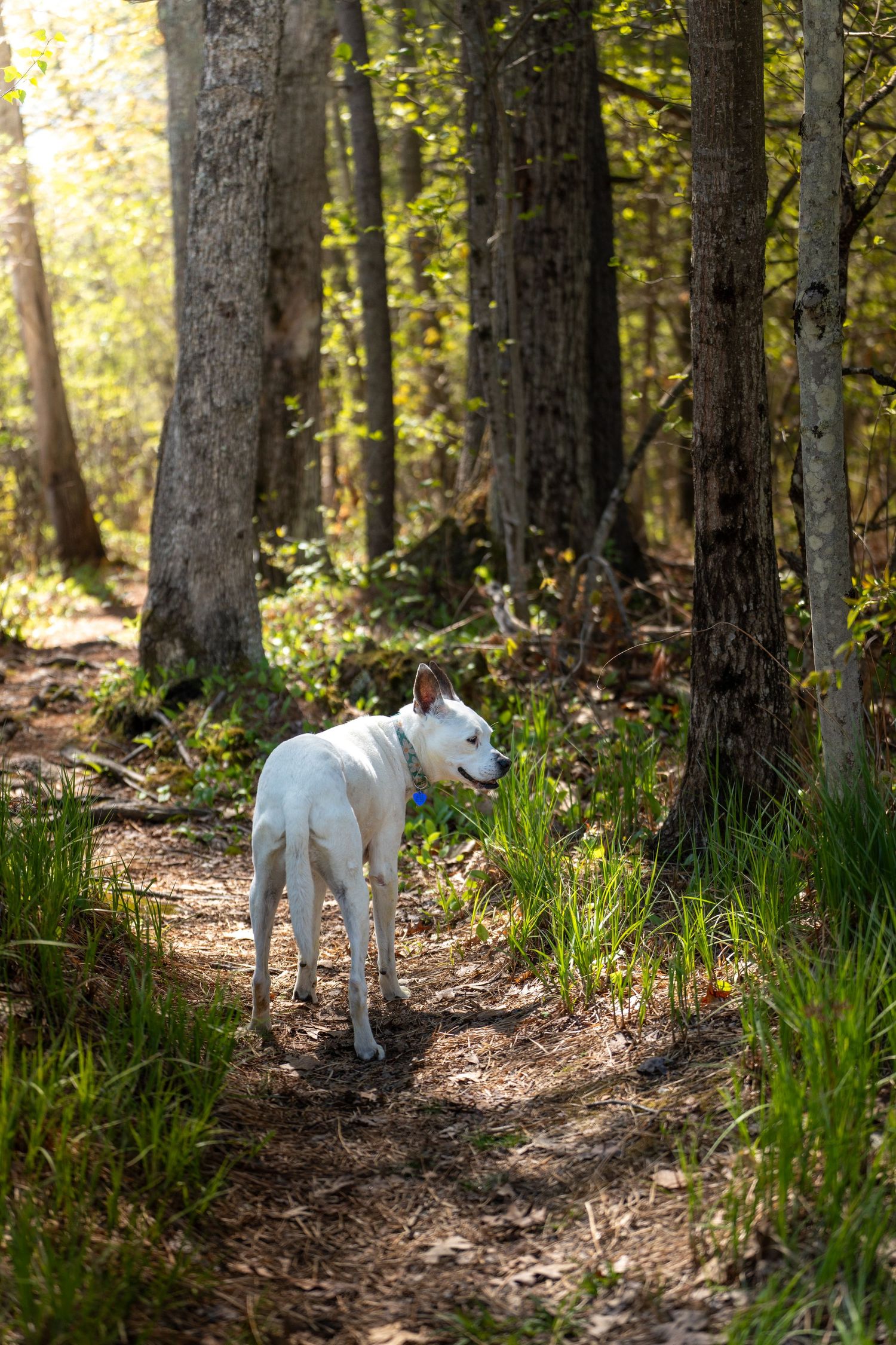 White dog standing on a forest trail surrounded by tall trees and lush green grass in dappled sunlight.