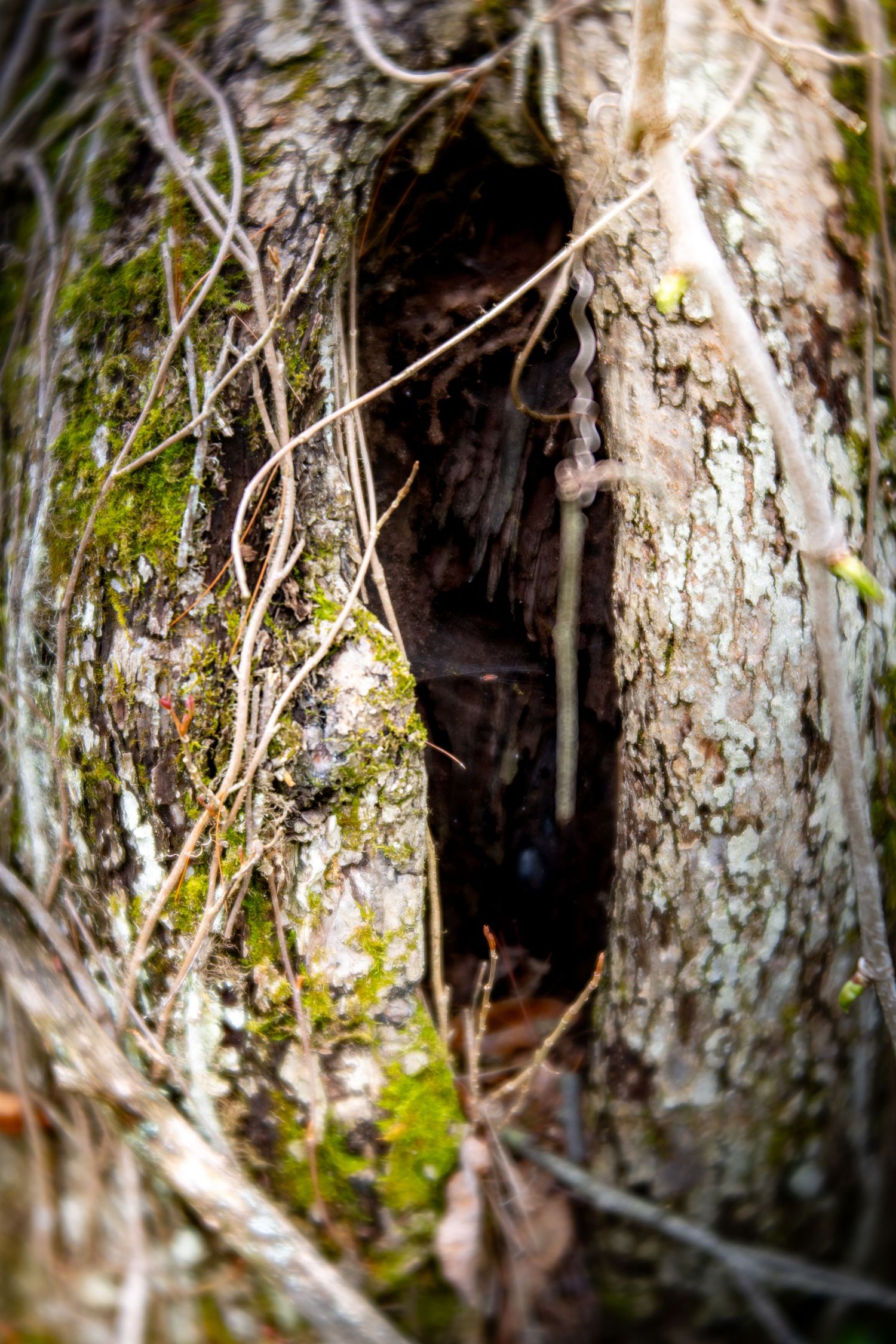 Close-up of a hollow tree trunk covered in moss and tangled vines in a forest setting.