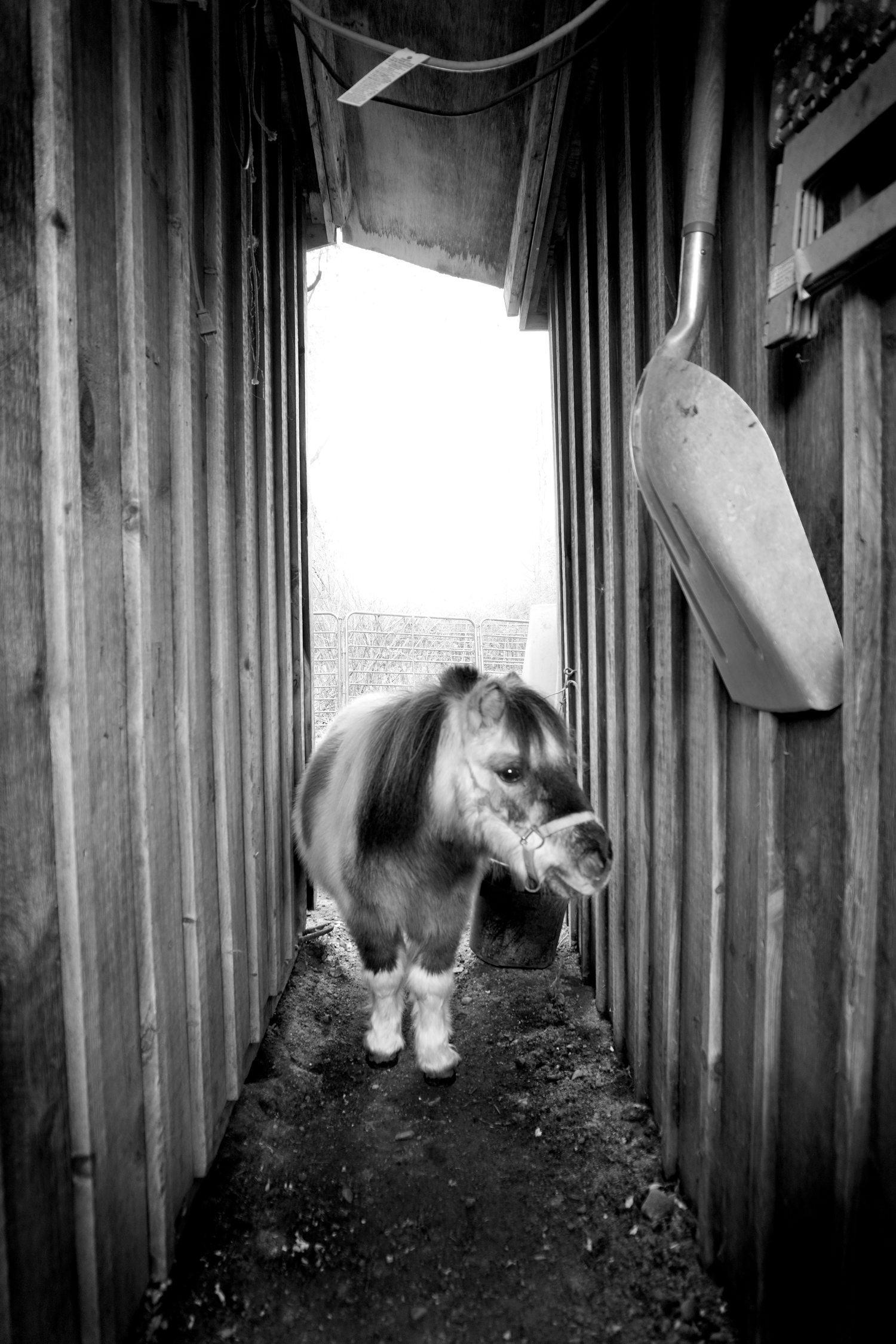 Black and white photo of a small pony standing in a narrow wooden stable corridor with a shovel hanging on the wall.
