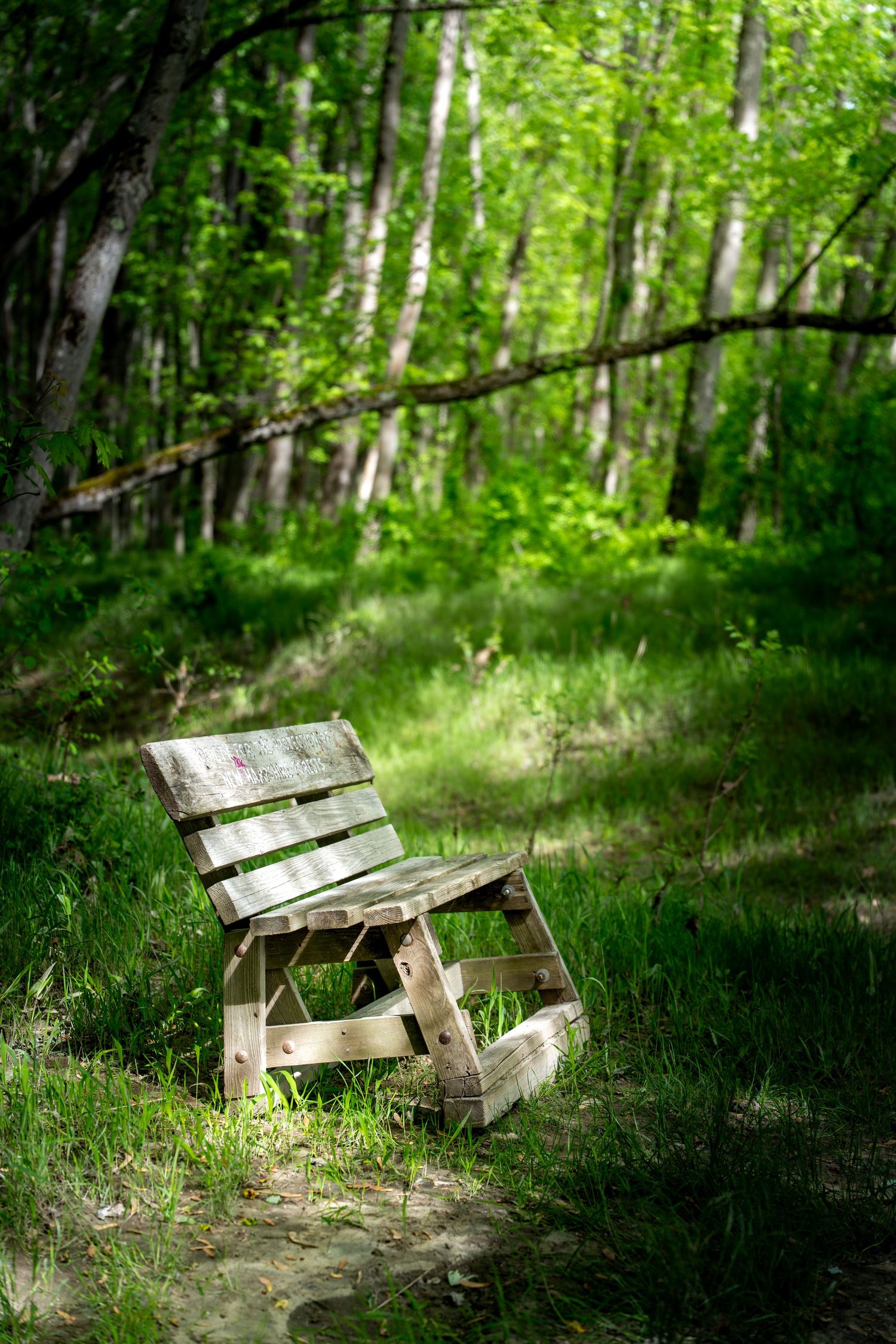 A weathered wooden bench sits in dappled sunlight amid lush green forest undergrowth and birch trees.