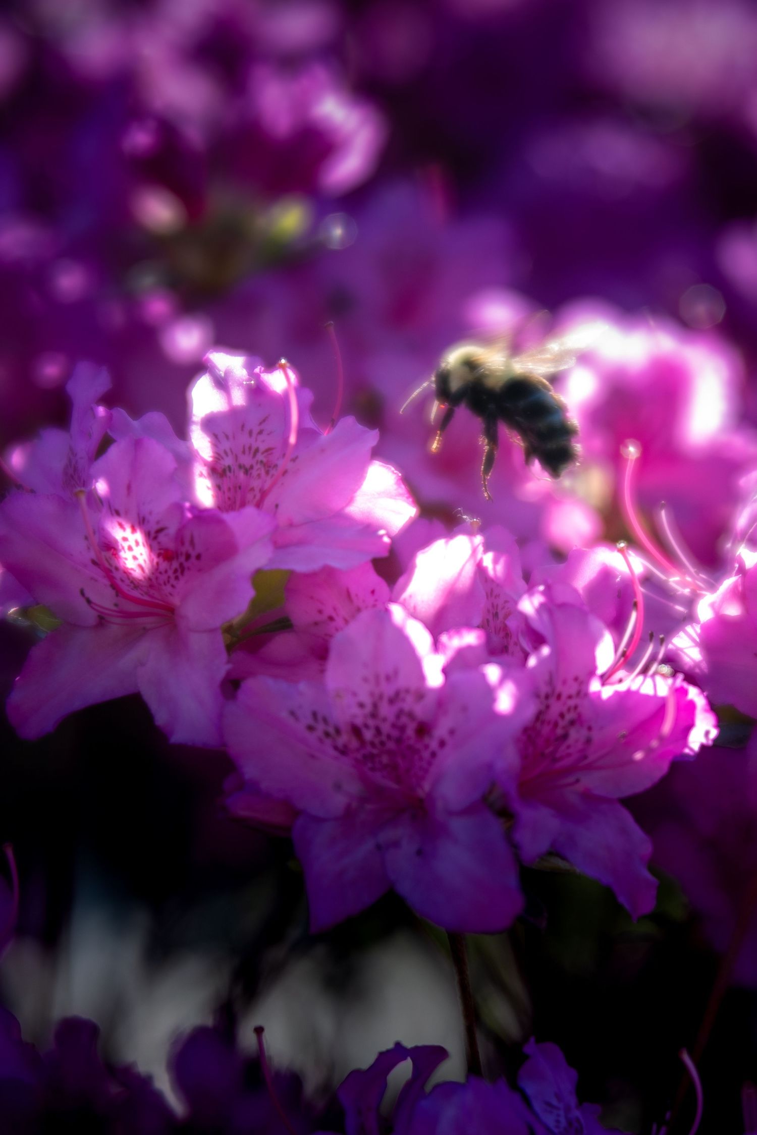A bumblebee hovers over vibrant pink rhododendron blossoms in soft purple bokeh light.
