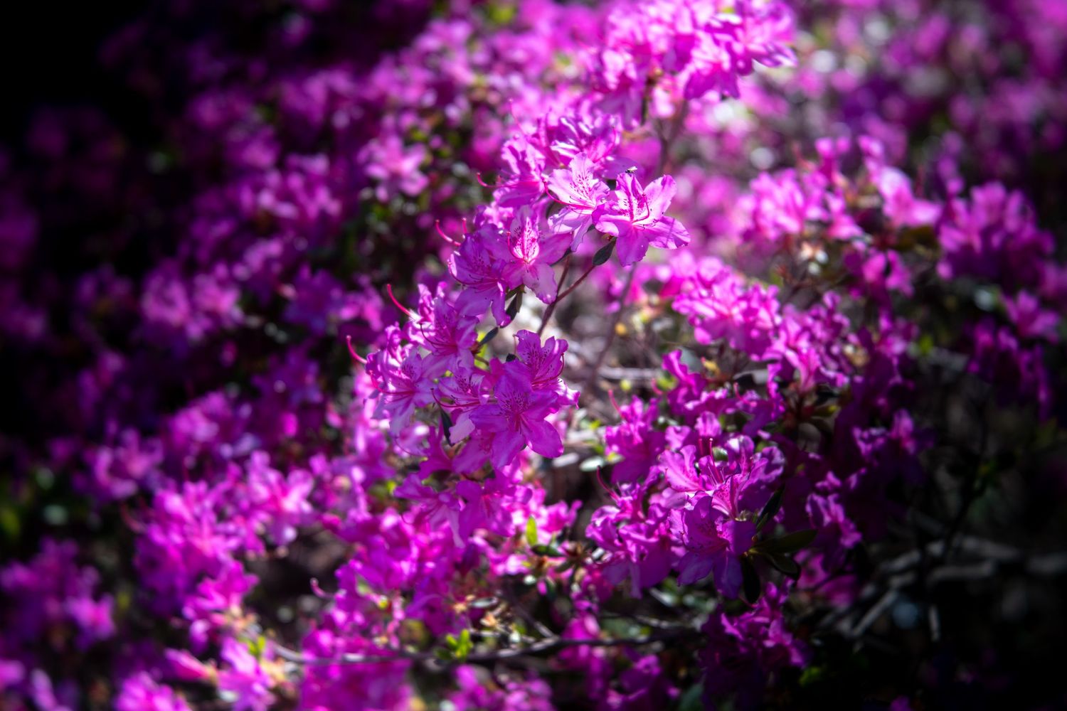Vibrant magenta azalea flowers in full bloom, densely covering a shrub with lush green leaves in soft sunlight.
