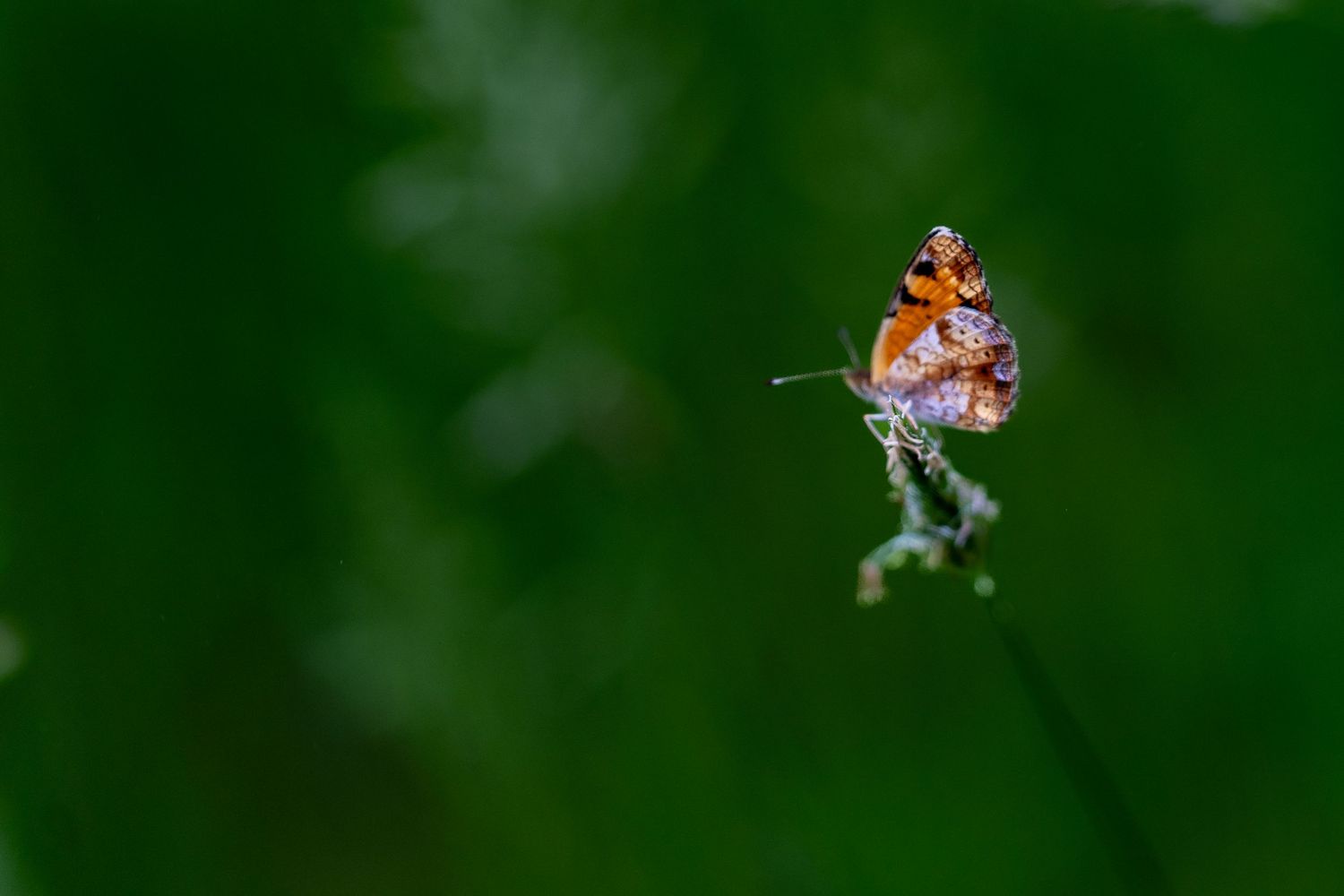A vibrant orange butterfly perched on a small wildflower stem against a blurred green background.