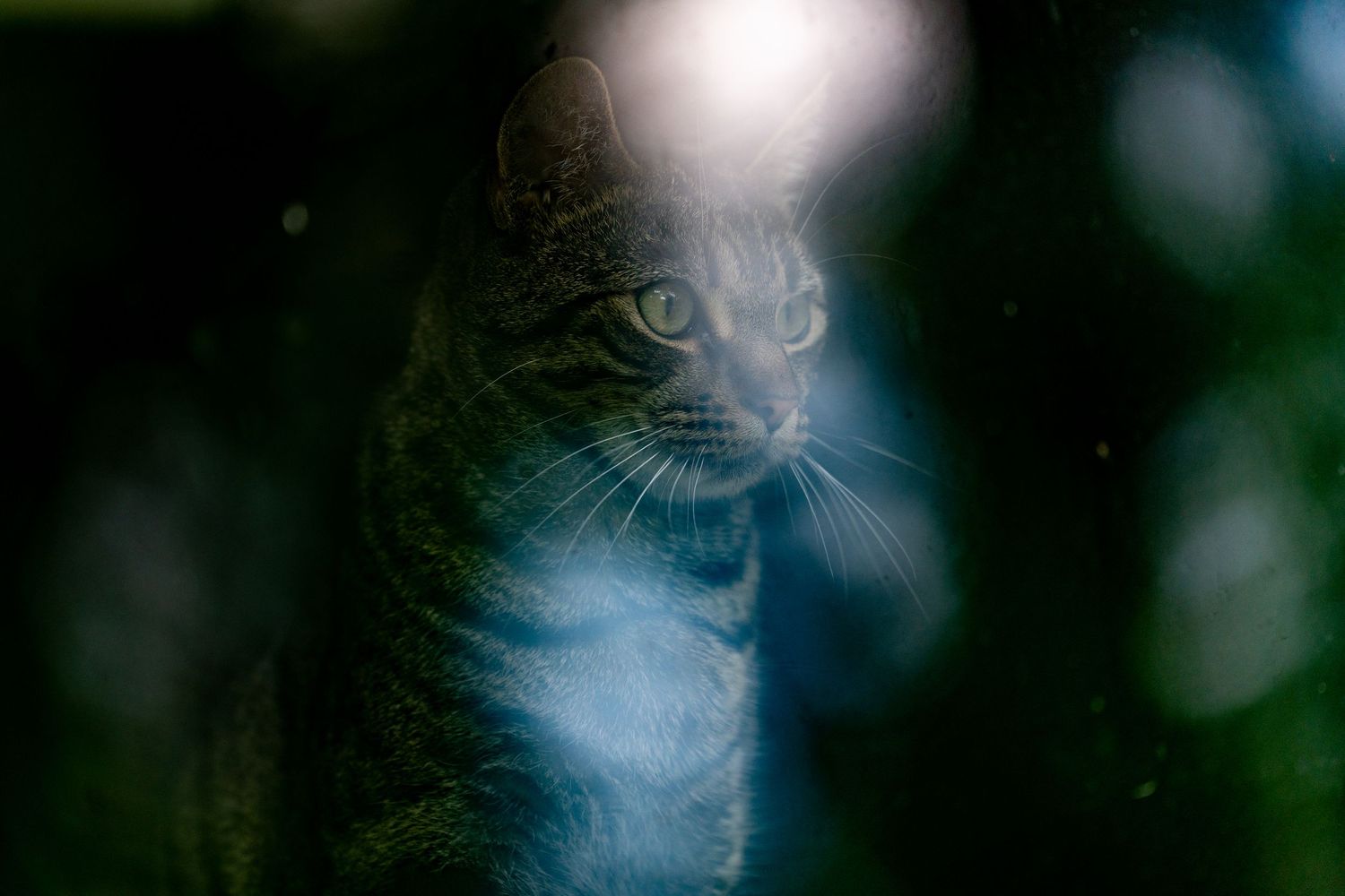 A mysterious tabby cat peers through dark green foliage with striking green eyes in a moody, dramatic portrait.