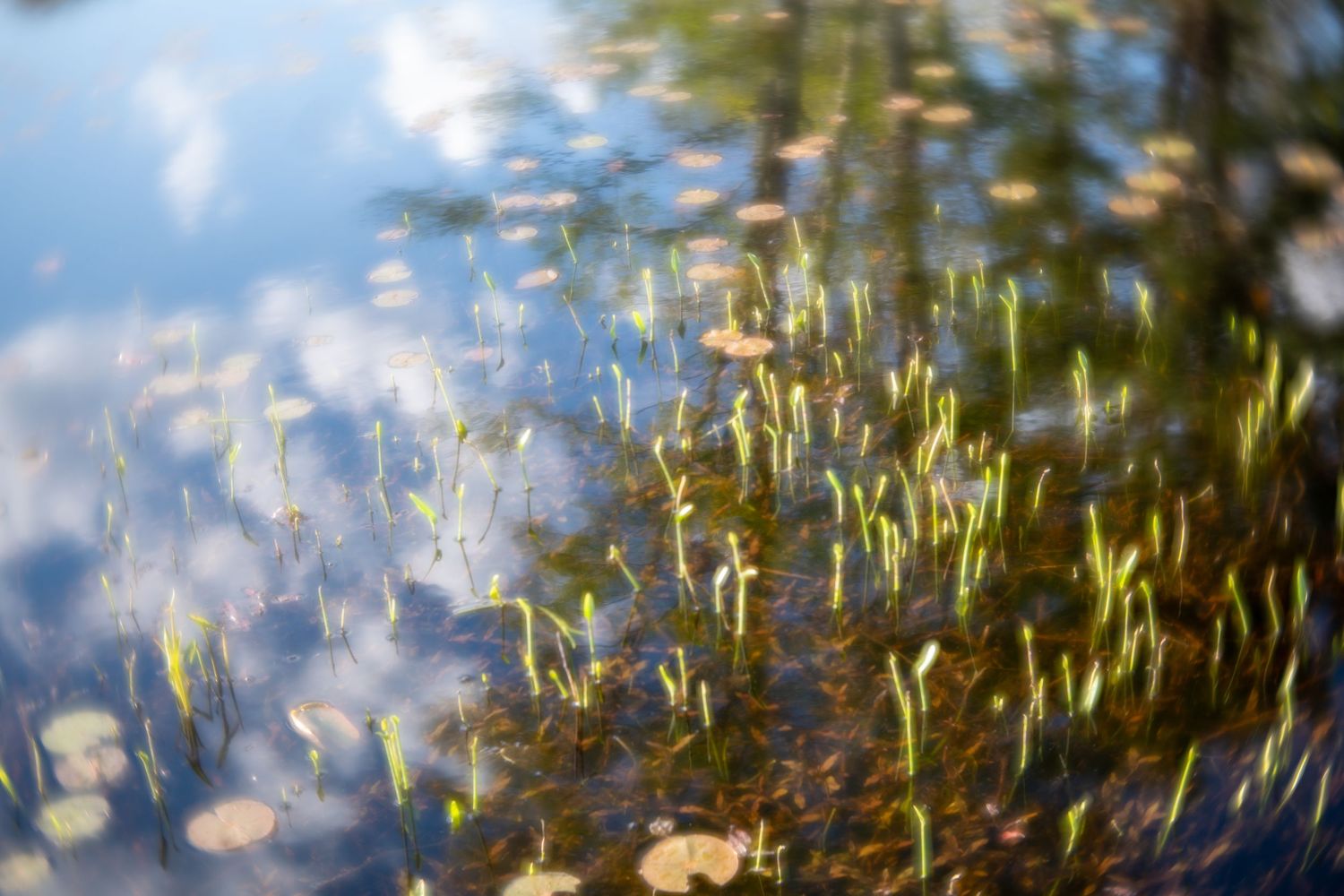 Blurry close-up of aquatic plants and lily pads reflected in calm pond water with blue sky reflections.
