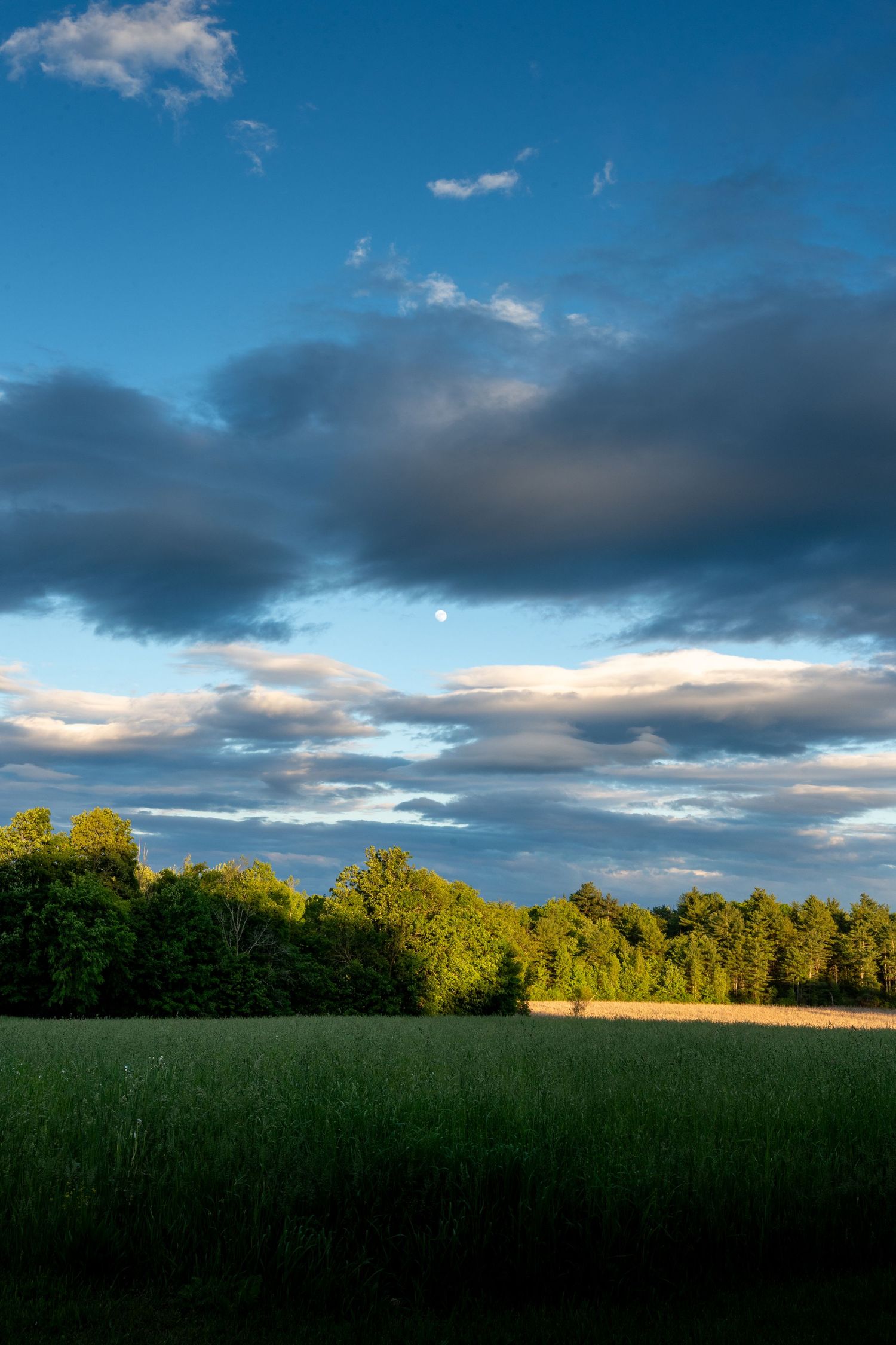 Lush green field and tree line under dramatic blue sky with clouds at golden hour.