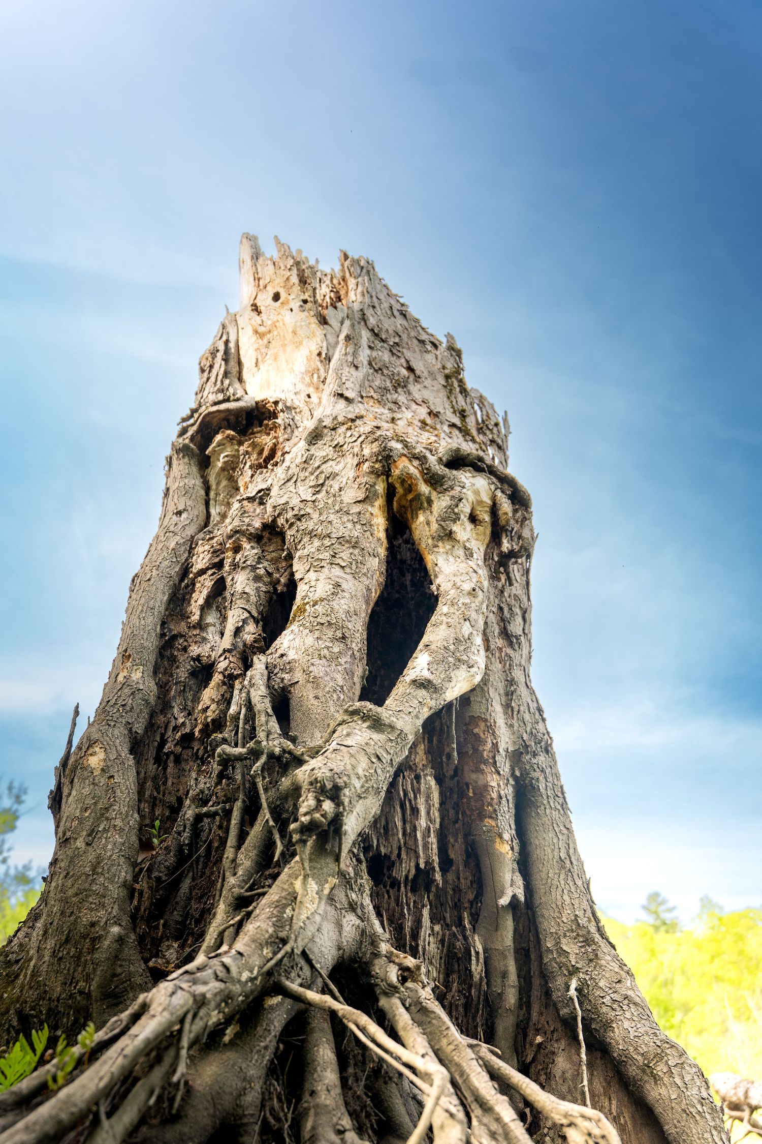 Weathered dead tree stump with exposed gnarled roots photographed from below against a bright blue sky.