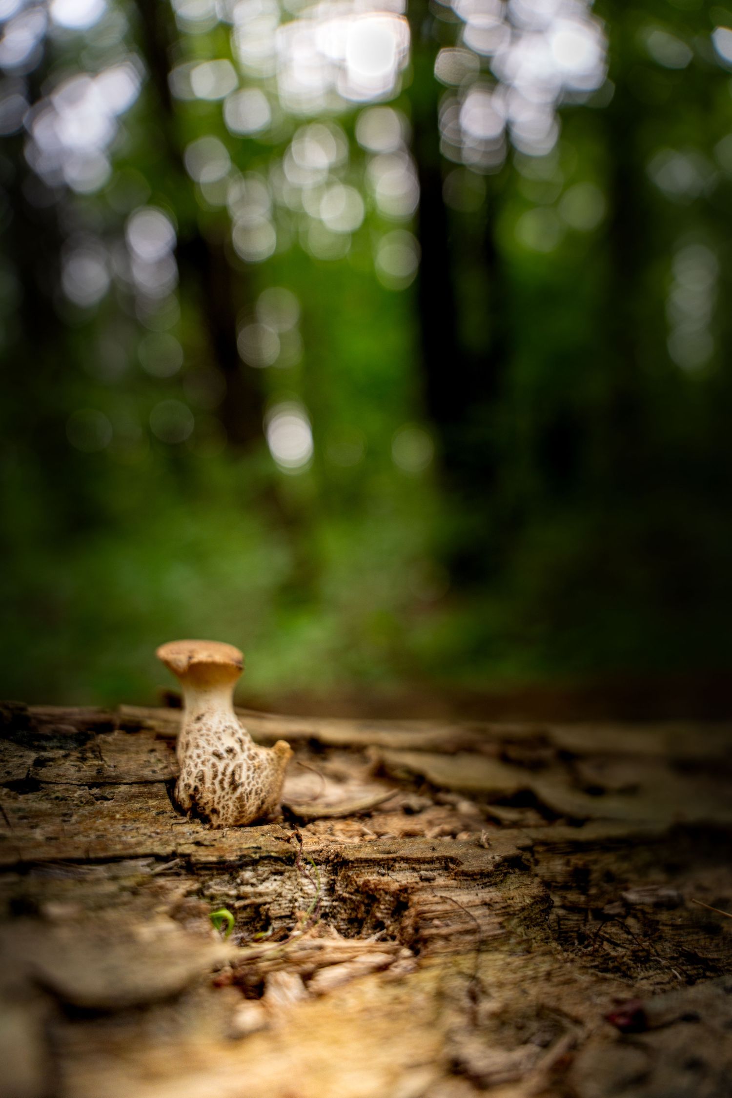A small morel mushroom grows on a decaying log along a forest trail surrounded by green bokeh.