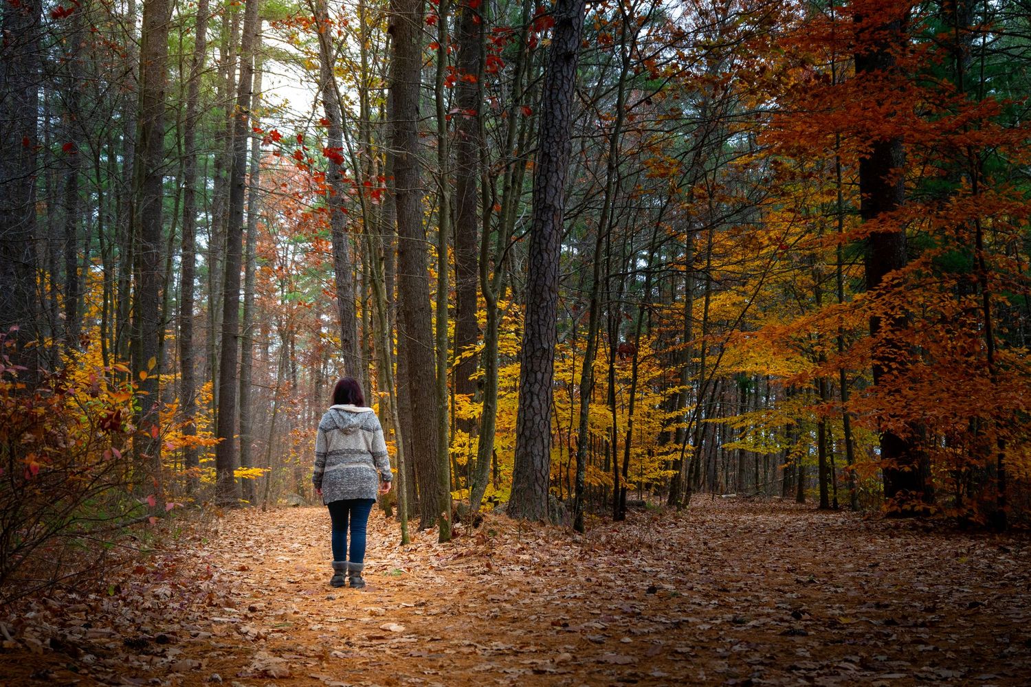 A person walks along a serene forest path surrounded by vibrant autumn foliage and tall trees.