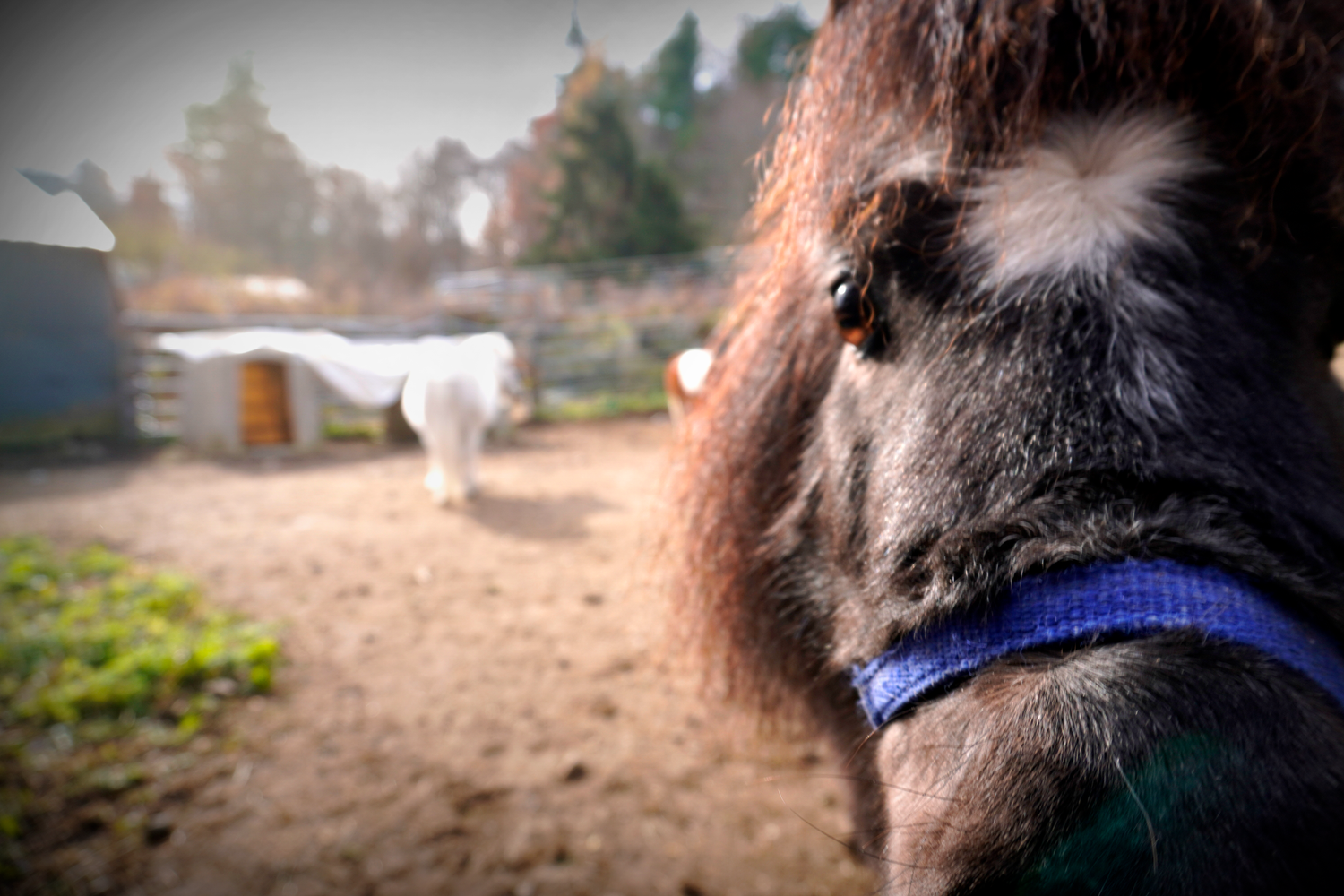 Close-up of a dark brown pony wearing a blue halter, with a white horse grazing in a rustic farm background.
