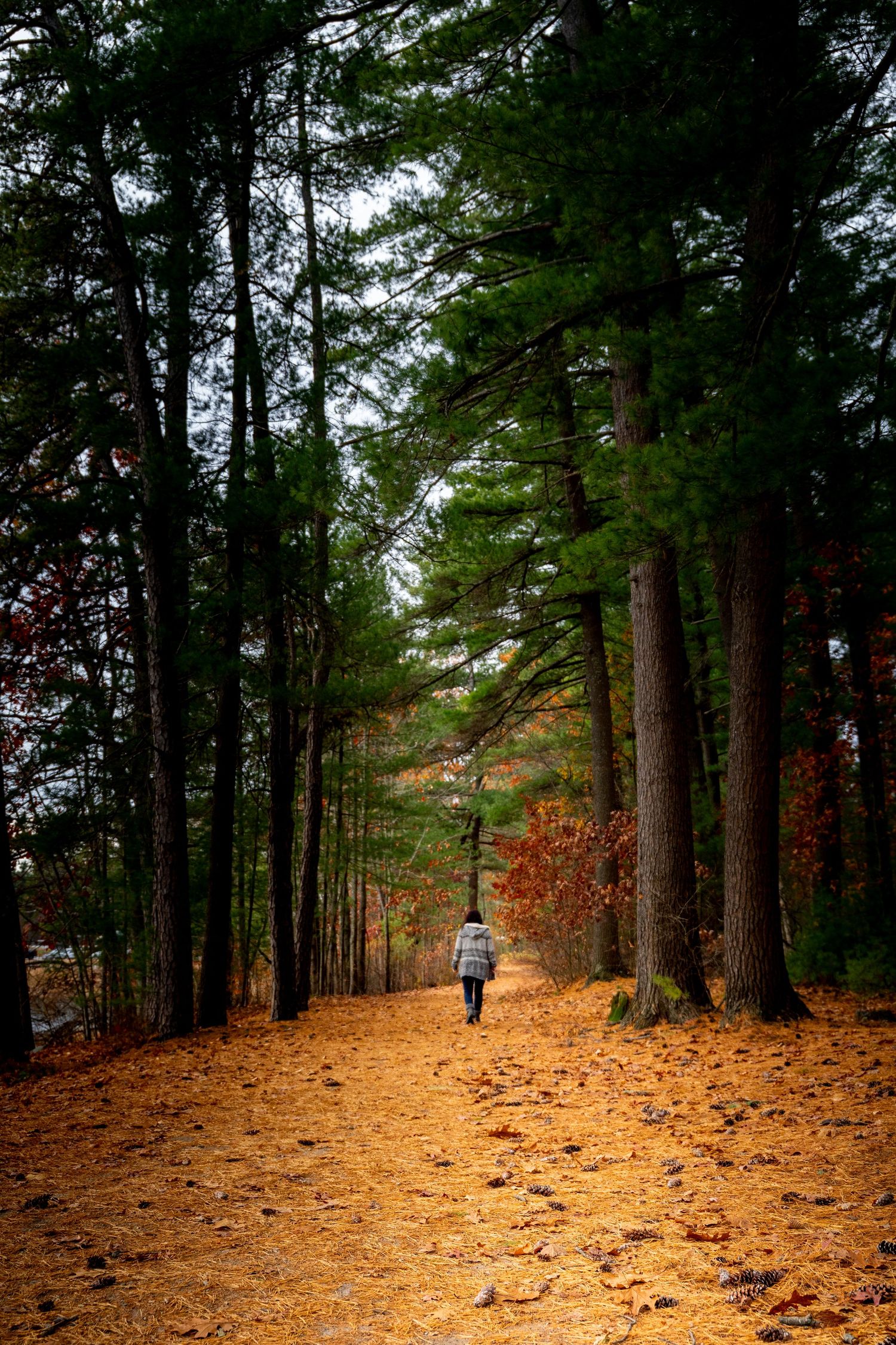 A tranquil forest trail covered in fallen orange leaves winds through tall evergreen trees on an autumn day.