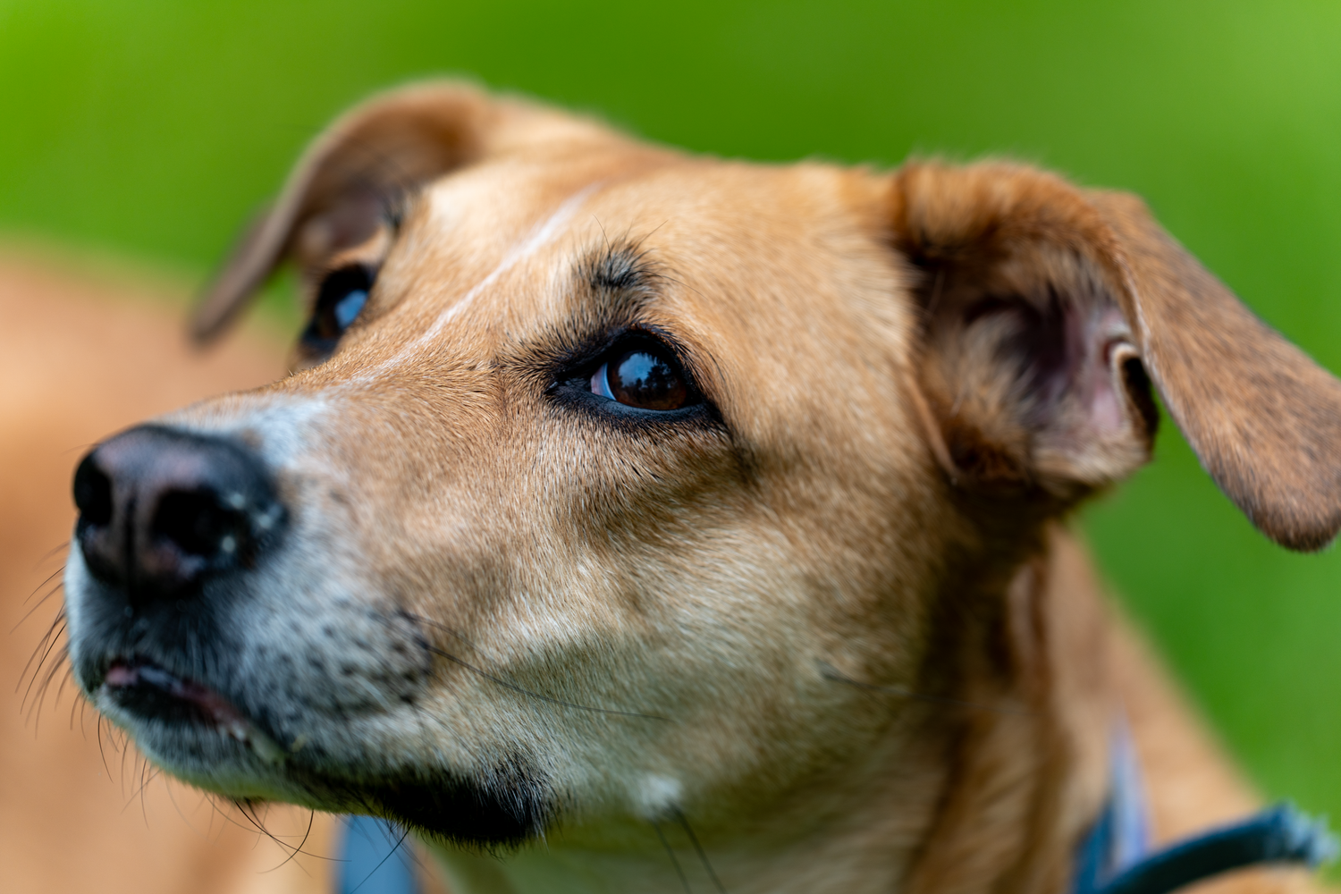 Close-up profile shots of a tan dog with pointed ears and blue eyes against a blurred green background.