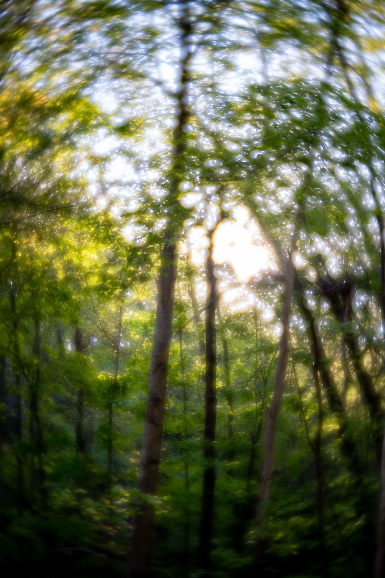 Blurred fisheye view of a lush green forest with sunlight filtering through tall trees.