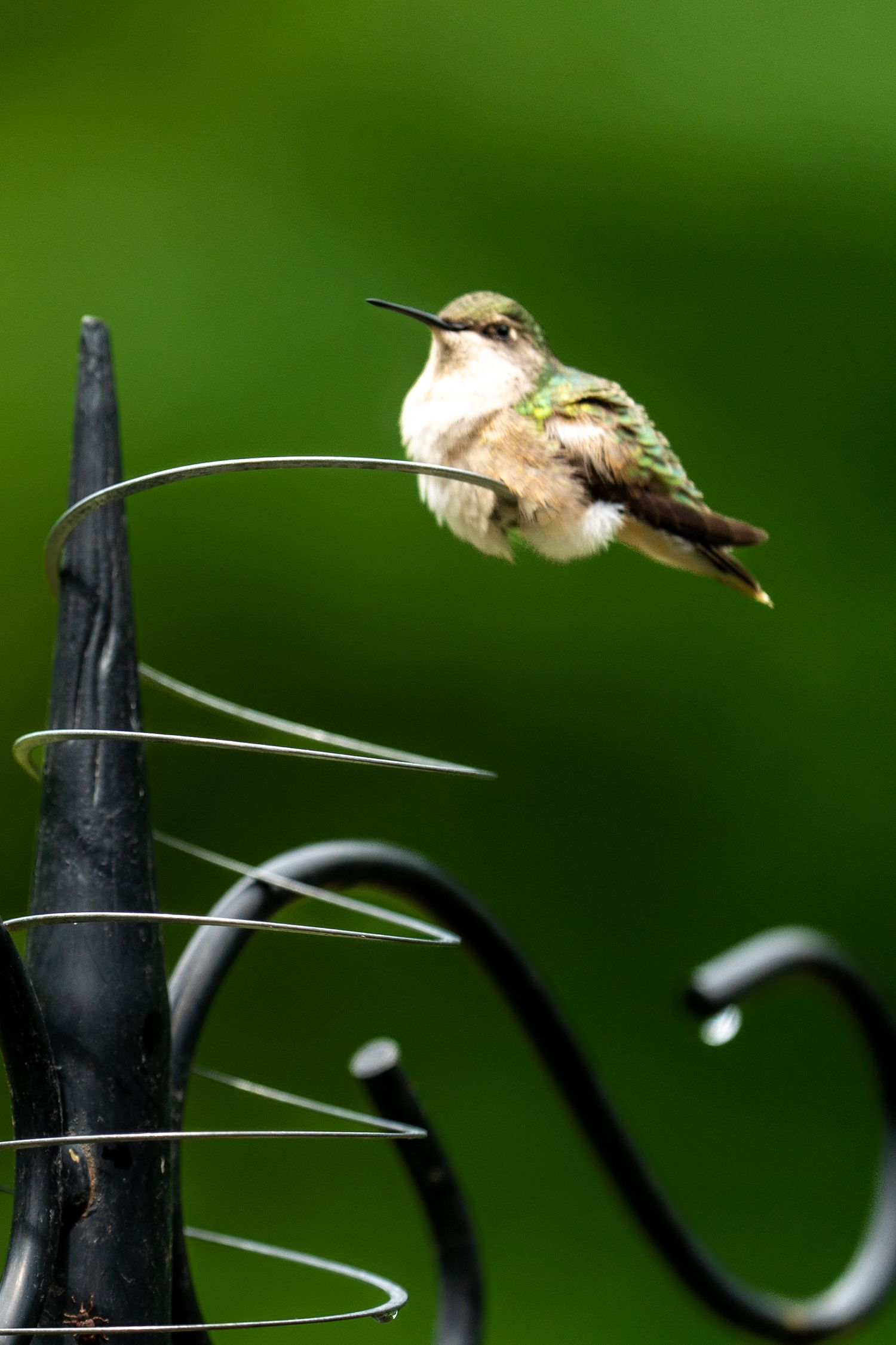 A tiny hummingbird perched on a curved metal wire garden stake against a blurred green background.