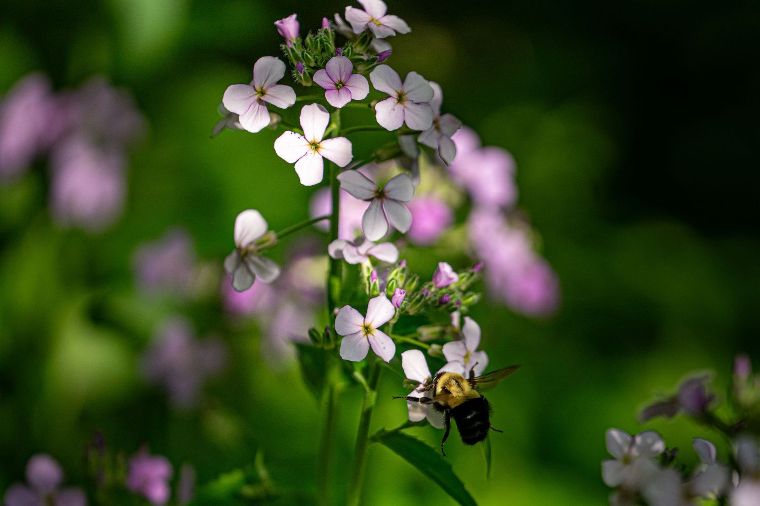 A bumblebee pollinating delicate pink and white wildflowers with a lush green bokeh background.