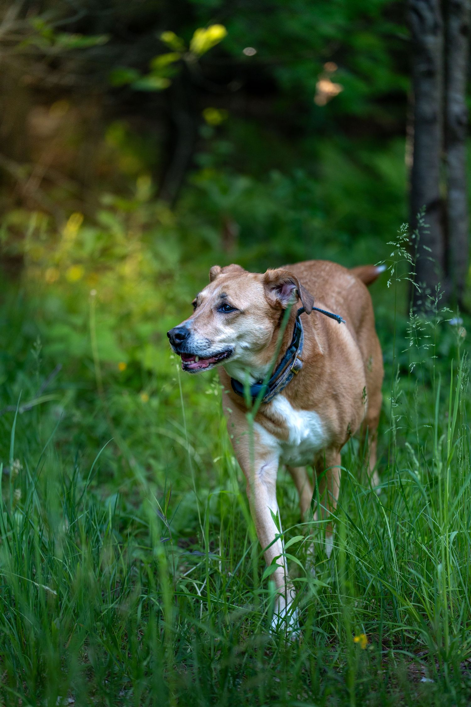 A brown dog with a collar walking through tall green grass at the edge of a lush forest.