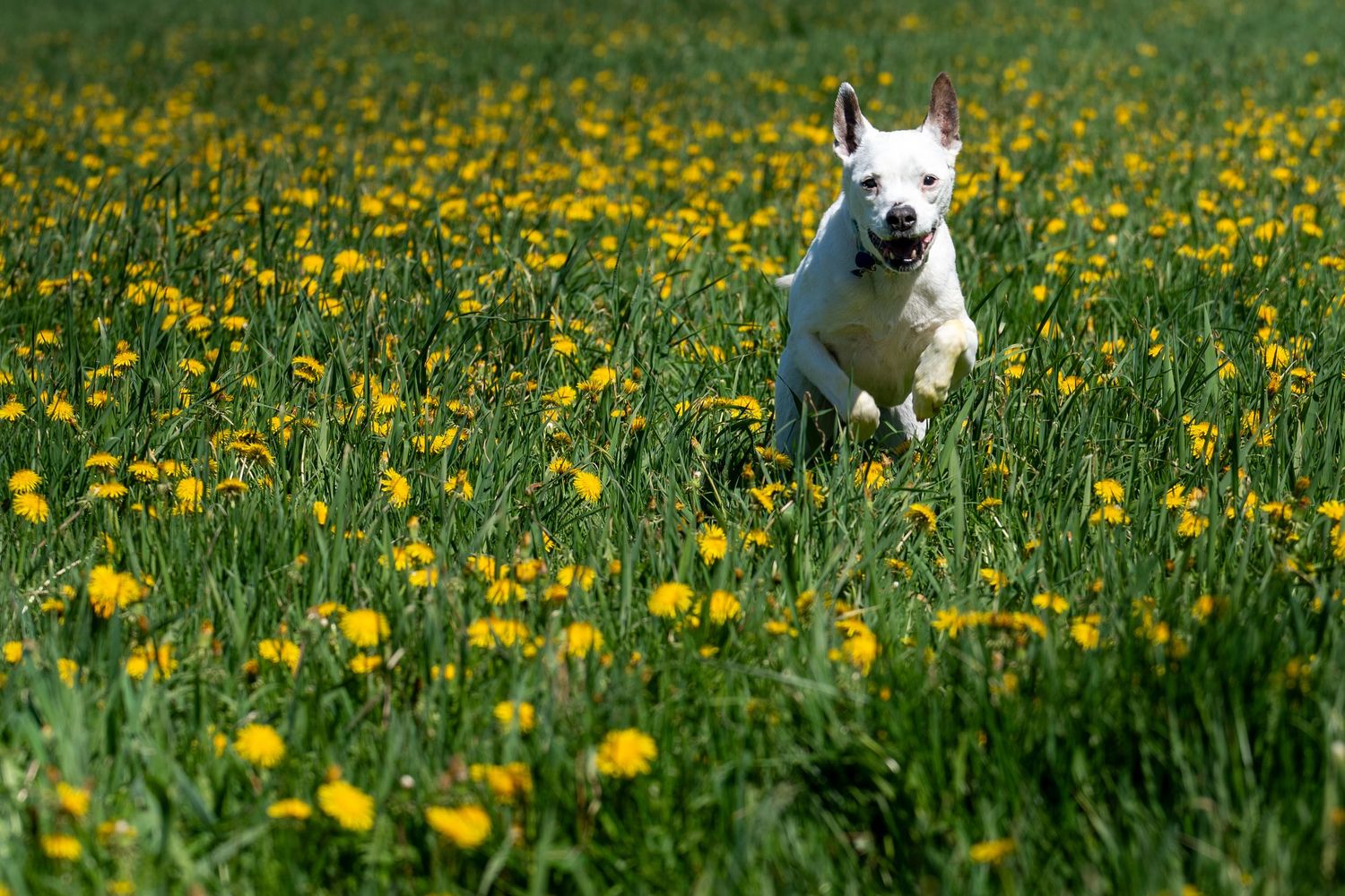 A white dog joyfully running through a vibrant field of yellow dandelions and green grass on a sunny day.