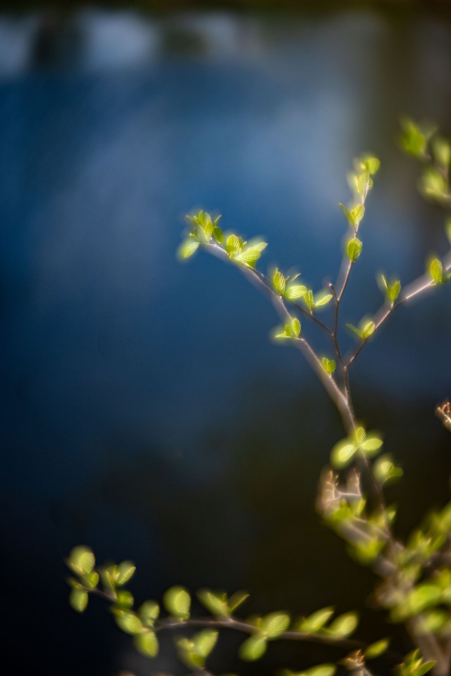Close-up of fresh green spring buds on delicate branches with a soft blue bokeh background.