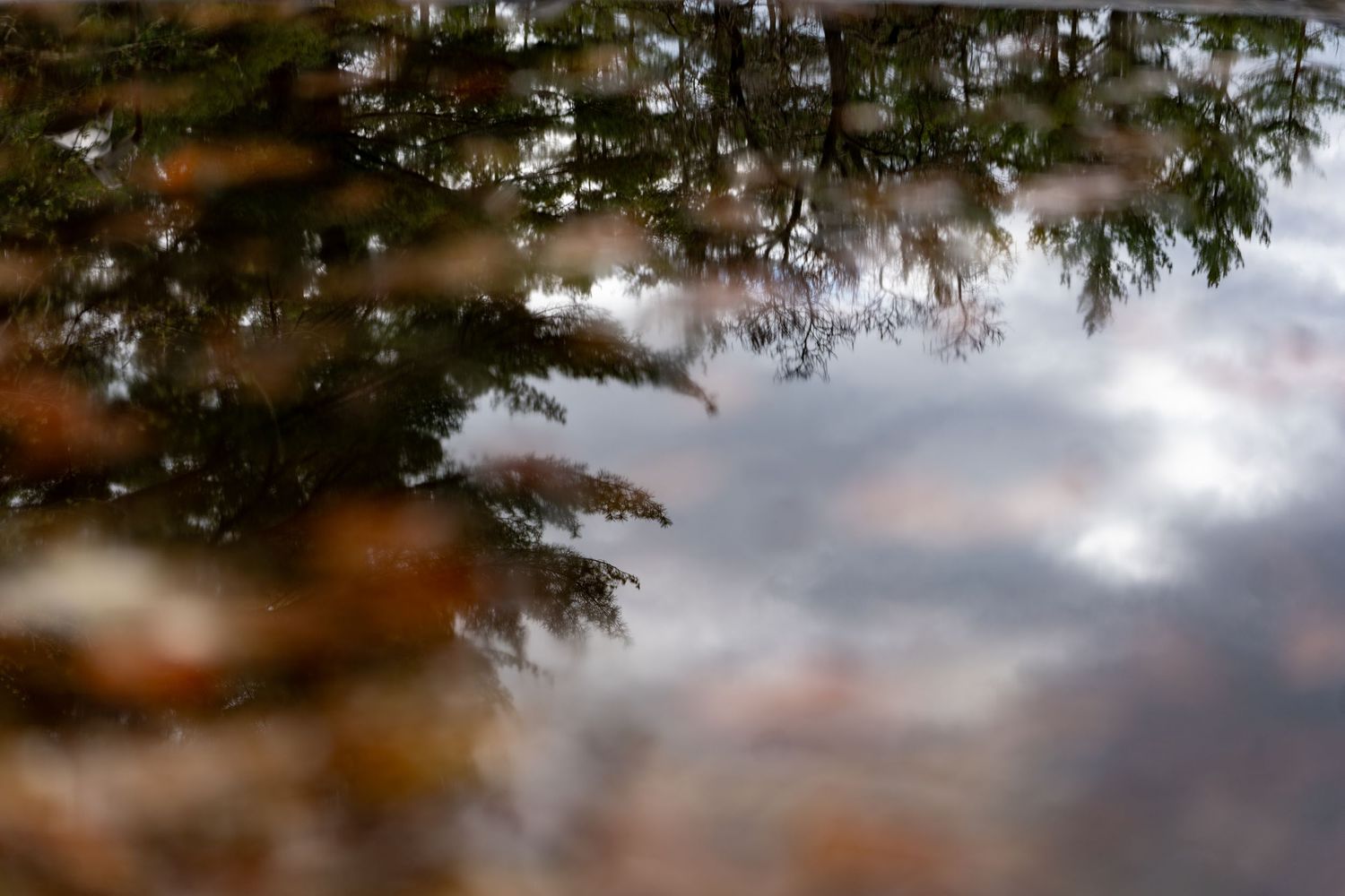 Autumn tree reflection in calm water with colorful fall foliage and cloudy sky mirrored on the surface.