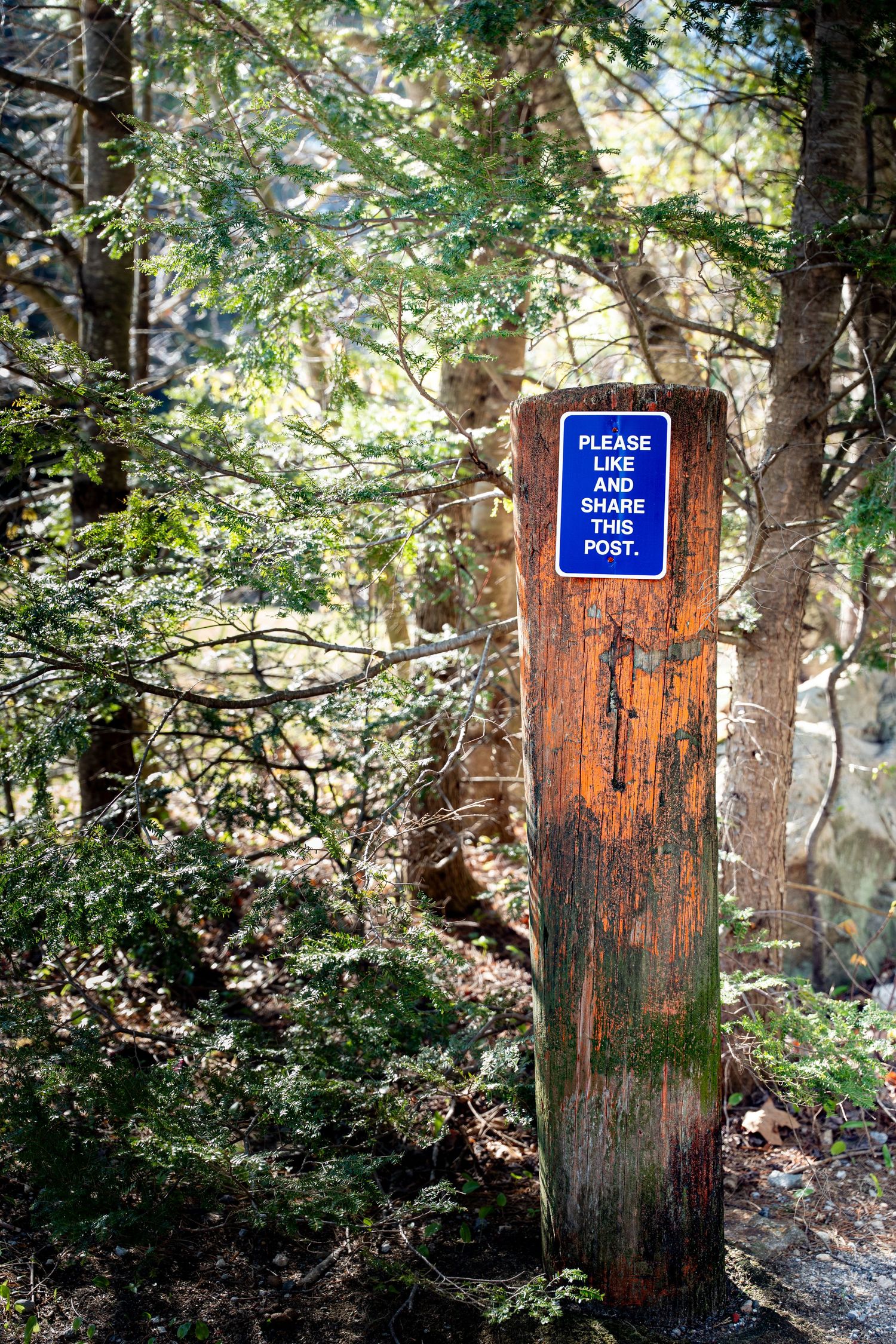 A weathered wooden post in a forest displays a blue sign reading Please Like and Share This Post.