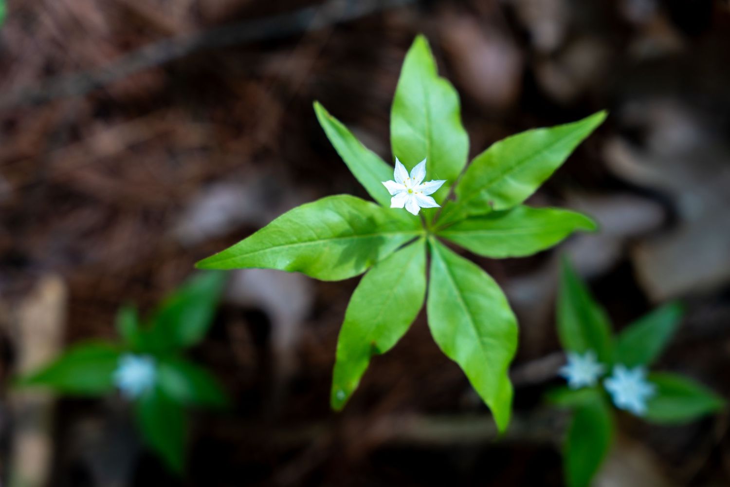 Close-up of a delicate white star-shaped wildflower blooming among bright green leaves on a forest floor.