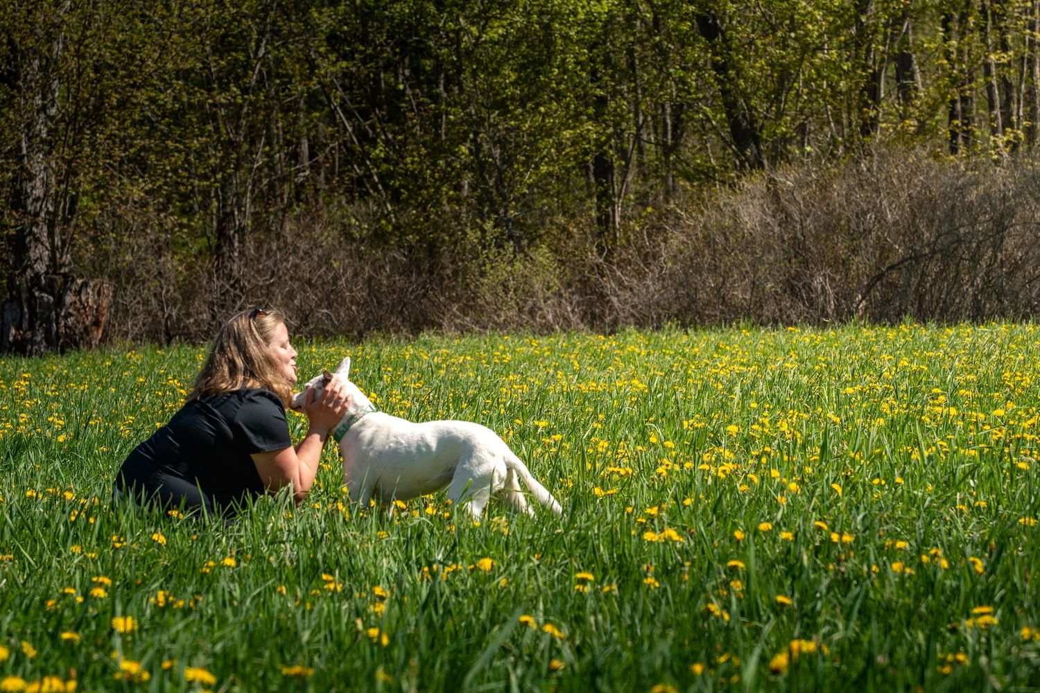 A person sits in a sunny meadow of yellow dandelions, affectionately interacting with a white dog near a lush green forest.