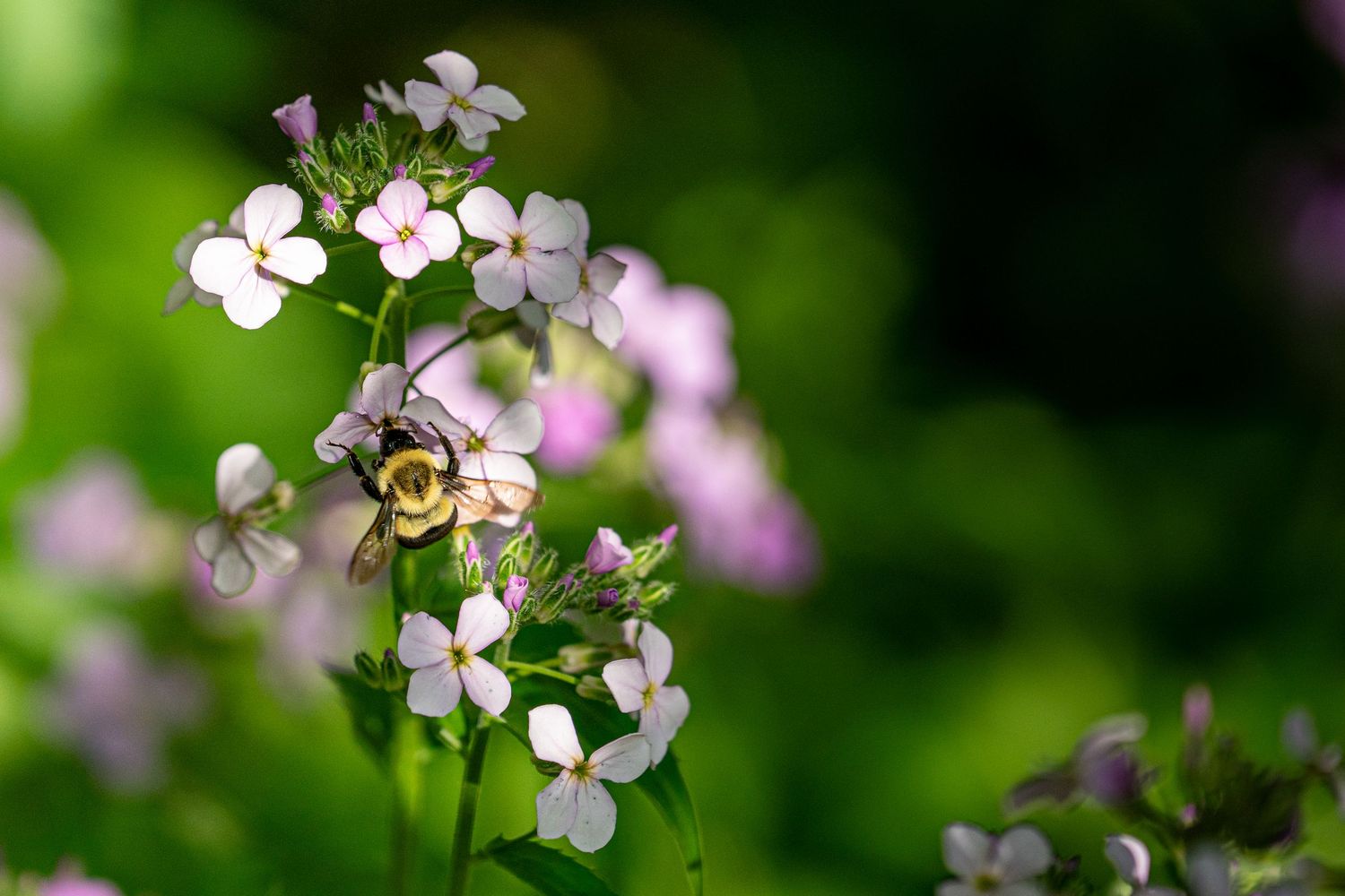 A bumblebee pollinating small white and pink wildflowers against a vibrant green bokeh background.