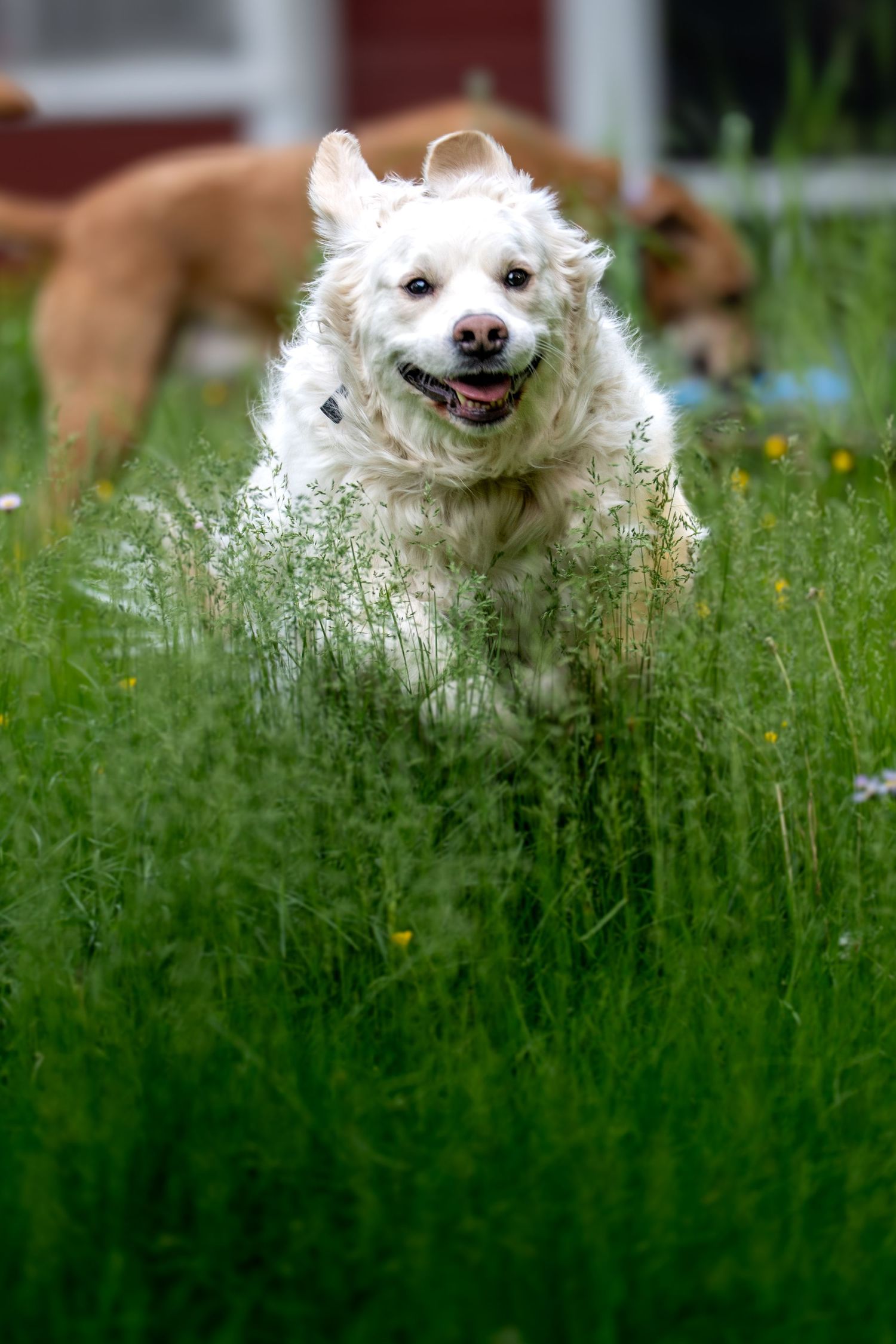 A fluffy white dog runs joyfully through tall green grass, with a brown dog visible in the background.