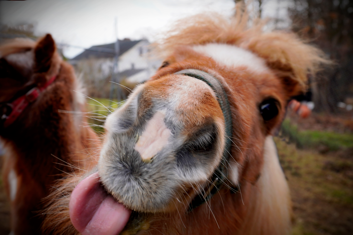 A playful brown horse sticking its tongue out close to the camera on a farm.