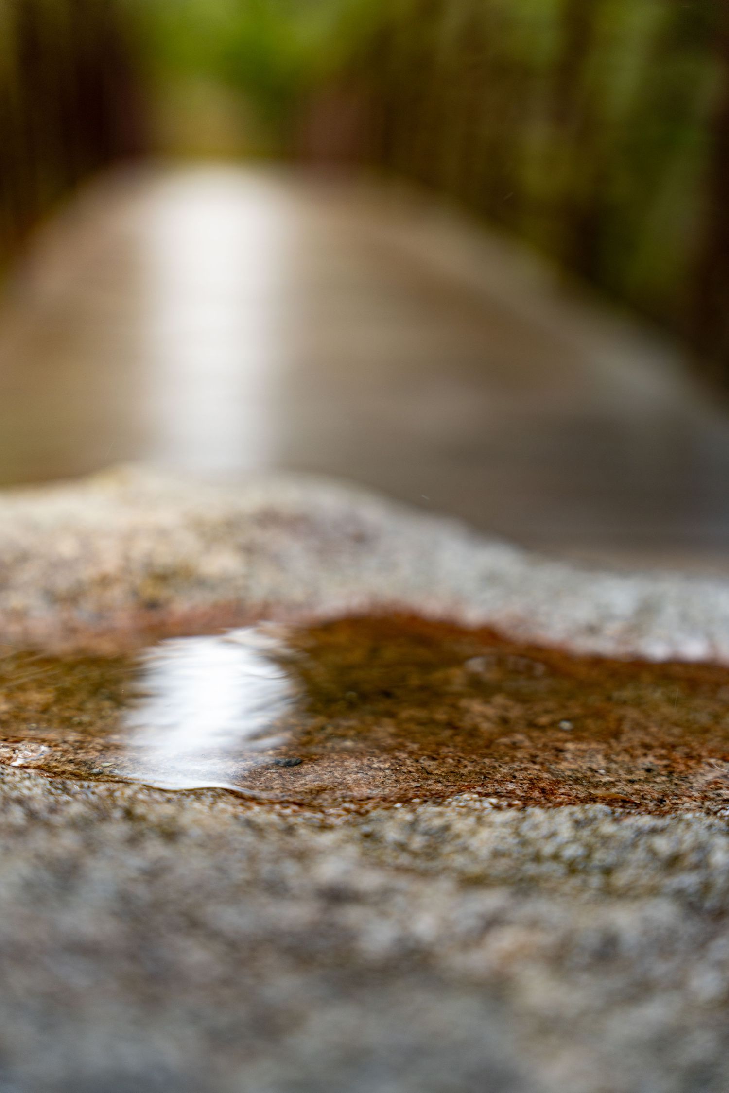 Close-up of a shallow puddle on a granite rock surface with a blurred forest path in the background.