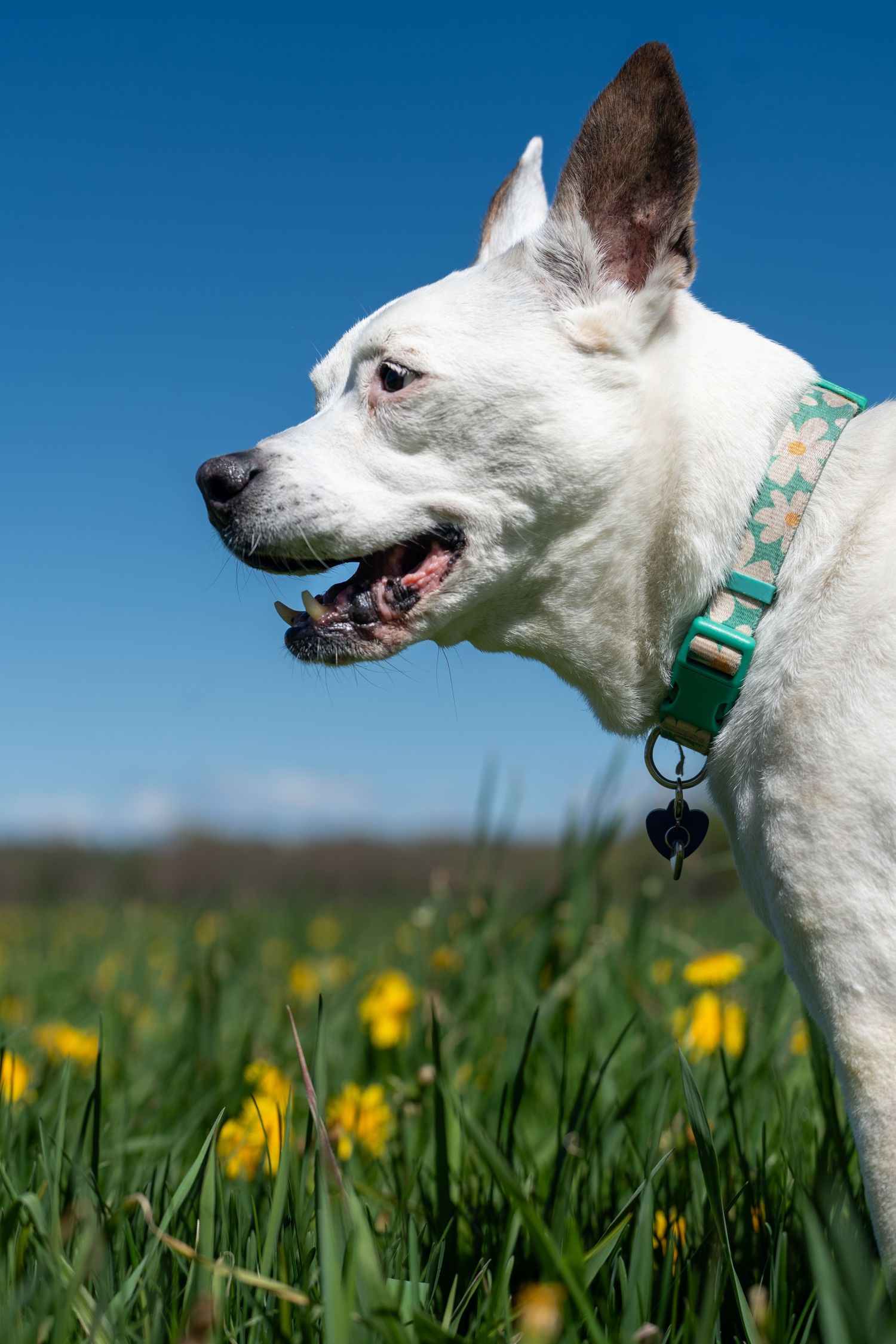White dog with green floral collar standing in a sunny field of yellow wildflowers under a bright blue sky.