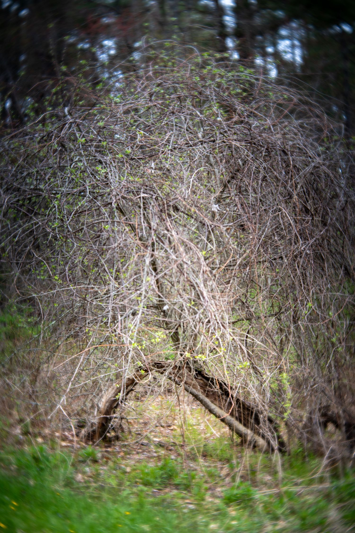 Dense tangle of bare branches forming a dome-shaped thicket in a forest clearing with green grass in early spring.