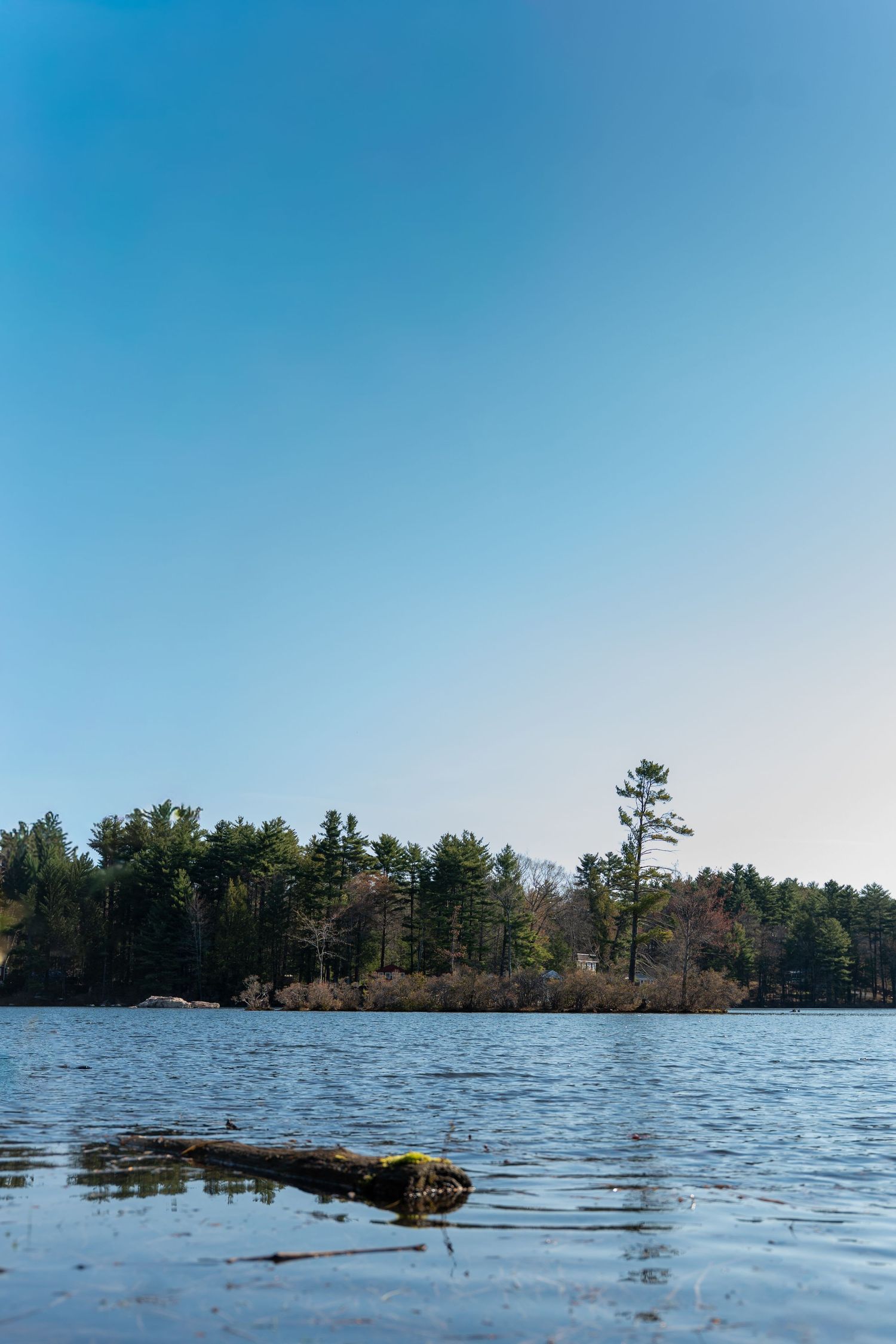 Serene lake view with a fallen log, lush pine forest shoreline, and clear blue sky on a calm sunny day.