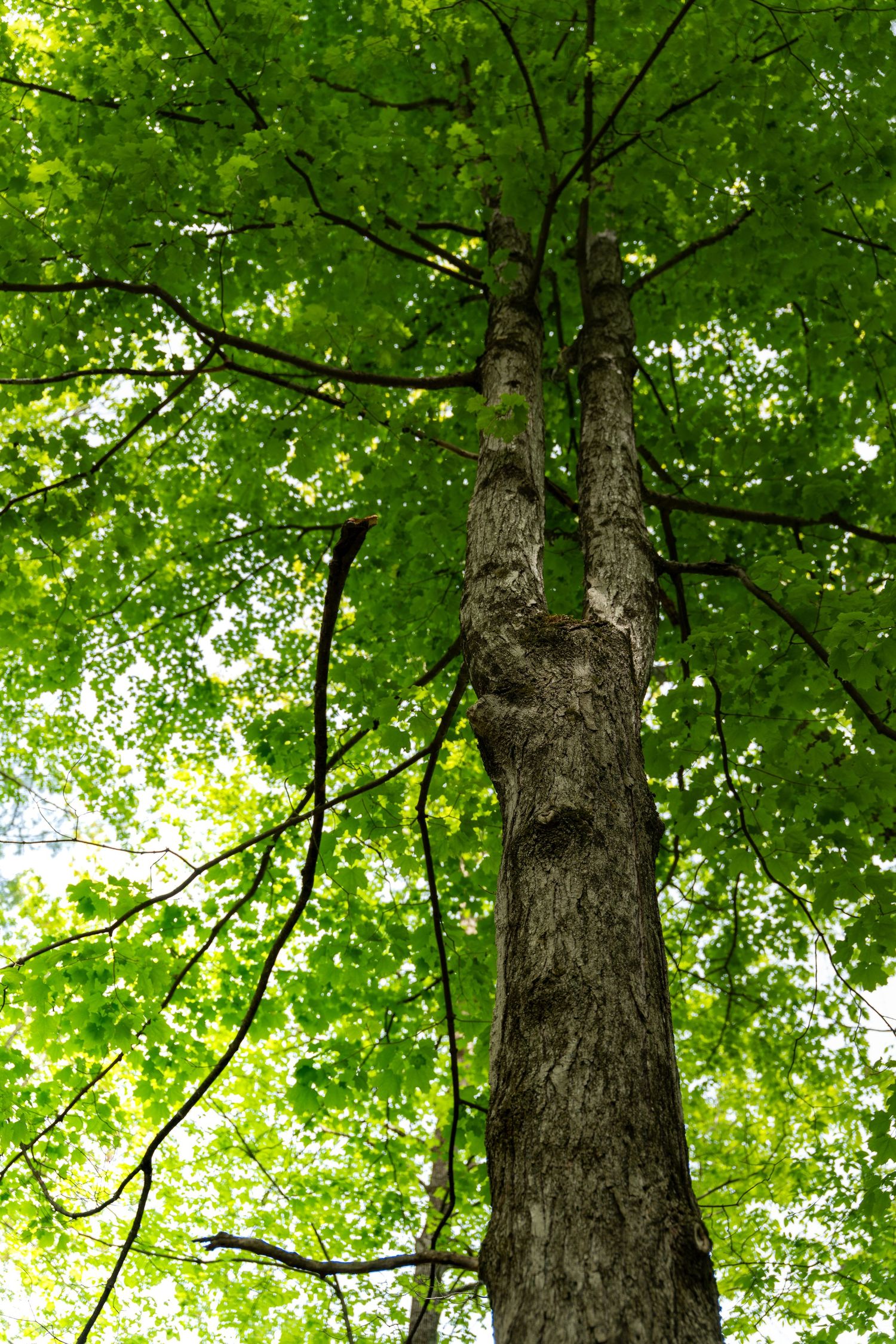 Looking up at a tall tree with a thick gray trunk and vibrant green canopy of leaves against bright sky.