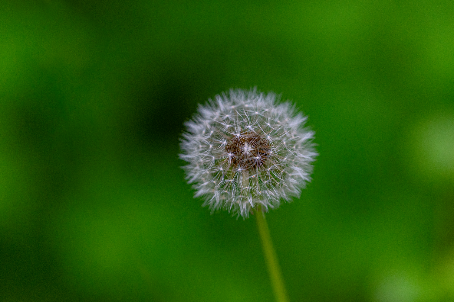 Close-up macro photograph of a dandelion seed head against a vibrant green blurred background.