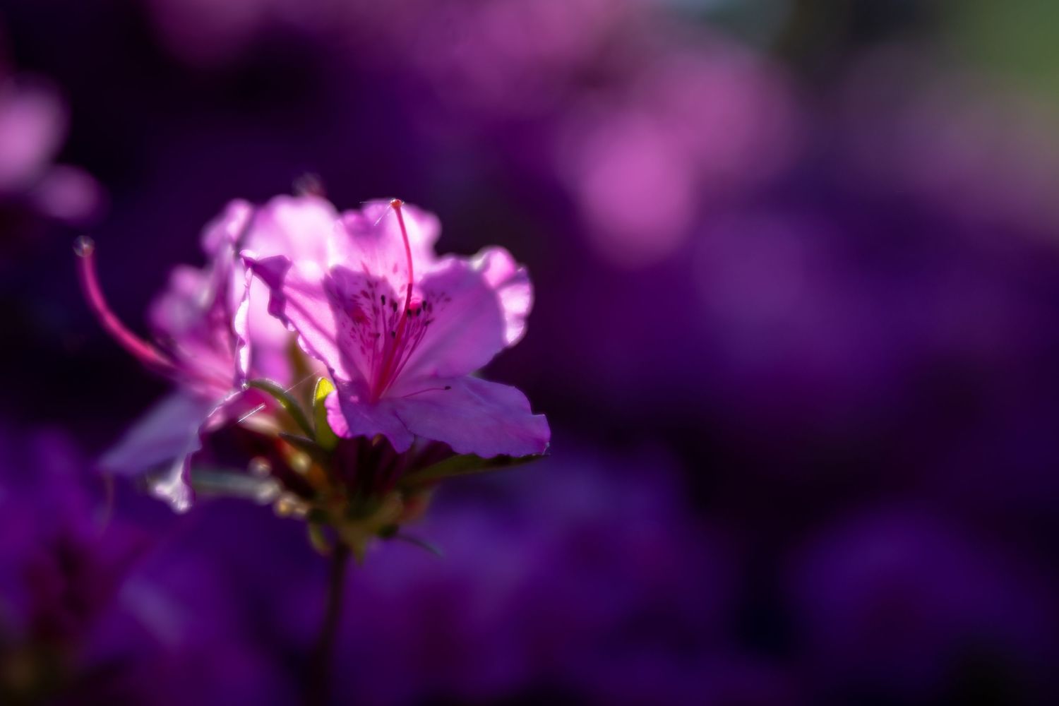 A vibrant pink azalea flower in sharp focus against a blurred purple bokeh background in soft natural light.