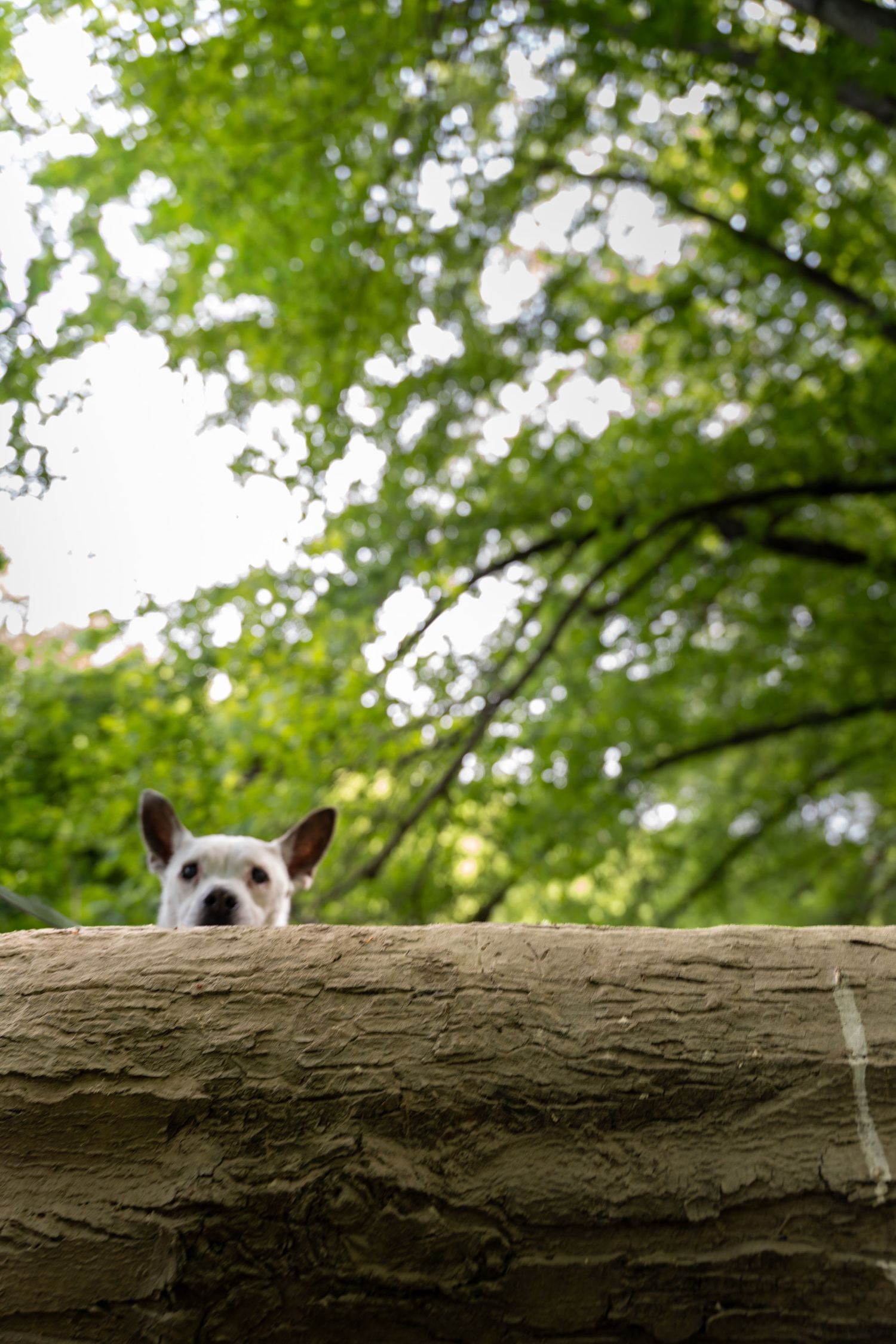 Curious white chihuahua peeking over a wooden log surrounded by lush green trees in a park.