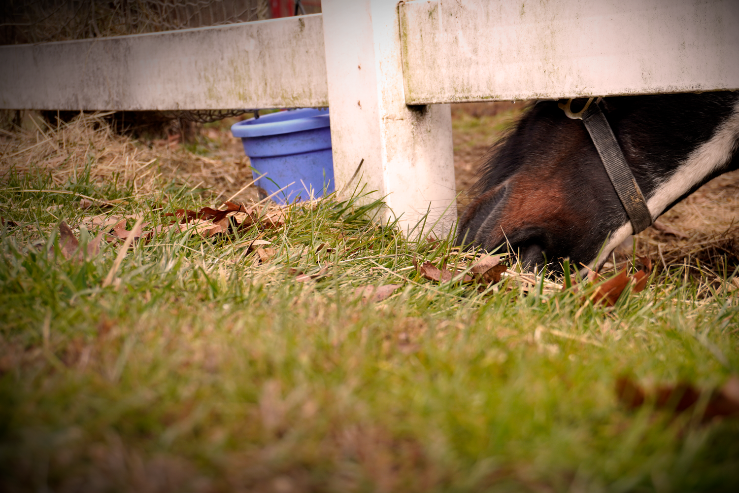 A horse grazes through a white fence gap near a blue bucket on green grass with fallen leaves.
