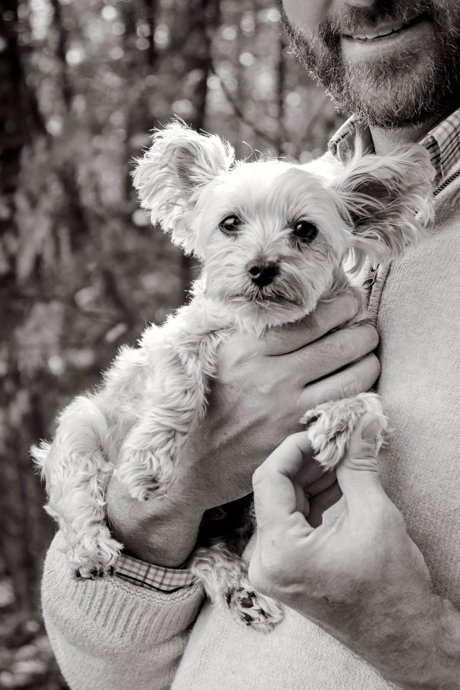 Yorkie dog portrait taken outdoors in black and white photography style.