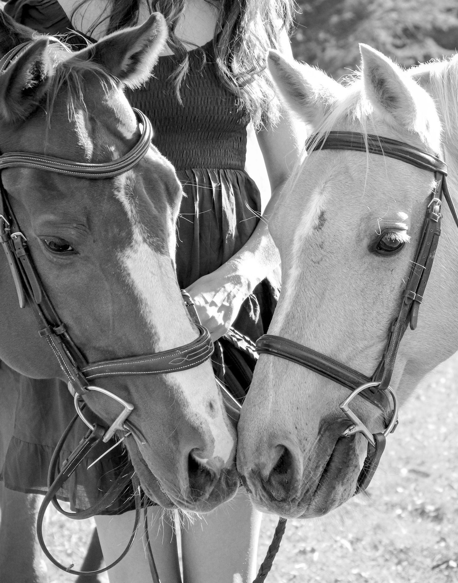 Portrait of two horse touching noses in black and white photography style